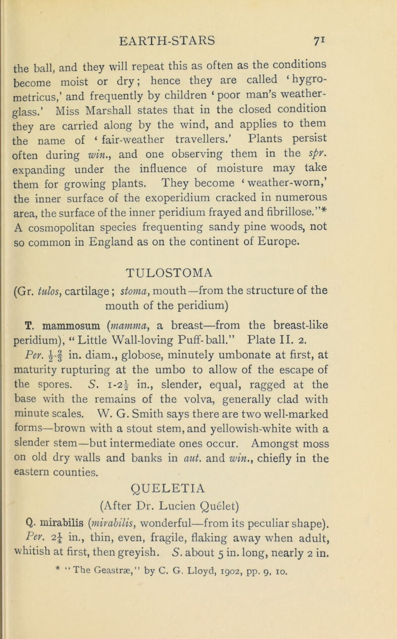 the ball, and they will repeat this as often as the conditions become moist or dry; hence they are called ‘ hygro- metricus,’ and frequently by children ‘ poor man’s weather- glass.’ Miss Marshall states that in the closed condition they are carried along by the wind, and applies to them the name of ‘ fair-weather travellers.’ Plants persist often during win., and one observing them in the spr. expanding under the influence of moisture may take them for growing plants. They become ‘ weather-worn,’ the inner surface of the exoperidium cracked in numerous area, the surface of the inner peridium frayed and fibrillose.”* A cosmopolitan species frequenting sandy pine woods, not so common in England as on the continent of Europe. TULOSTOMA (Gr. tulos, cartilage; stoma, mouth—from the structure of the mouth of the peridium) T. mammosum {mamma, a breast—from the breast-like peridium), “Little Wall-loving Puff-ball.” Plate II. 2. Per. in. diam., globose, minutely umbonate at first, at maturity rupturing at the umbo to allow of the escape of the spores. 5. 1-2^ in., slender, equal, ragged at the base with the remains of the volva, generally clad with minute scales. W. G. Smith says there are two well-marked forms—brown with a stout stem, and yellowish-white with a slender stem—but intermediate ones occur. Amongst moss on old dry walls and banks in aiit. and win., chiefly in the eastern counties. QUELETIA (After Dr. Lucien Quelet) Q. mirabilis {mirabilis, wonderful—from its peculiar shape). Per. 2^ in., thin, even, fragile, flaking away when adult, whitish at first, then greyish. S. about 5 in. long, nearly 2 in. * “The Geastrae,’’ by C. G. Lloyd, 1902, pp. 9, 10.
