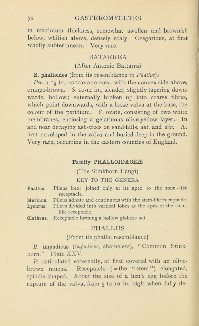 in maximum thickness, somewhat swollen and brownish below, whitish above, densely scaly. Gregarious, at first wholly subterranean. Very rare. BATARREA (After Antonio Battarra) B. phalloides (from its resemblance to Phallus): Per. i-i J in., concavo-convex, with the convex side above, orange-brown. S. 10-14 in., slender, slightly tapering down- wards, hollow; externally broken up into coarse fibres, which point downwards, with a loose volva at the base, the colour of the peridium. V. ovate, consisting of two white membranes, enclosing a gelatinous olive-yellow layer. In and near decaying ash-trees on sand-hills, aut. and win. At first enveloped in the volva and buried deep in the ground. Very rare, occurring in the eastern counties of England. Family PHALLOIDACE^ (The Stinkhorn Fungi) KEY TO THE GENERA Phallus. Pileus free ; joined only at its apex to the stem - like receptacle. Mutinus. Pileus adnate and continuous with the stem-like receptacle. Lysunis. Pileus divided into vertical lobes at the apex of the stem- like receptacle. Clathrus. Receptacle forming a hollow globose net. PHALLUS (P'rom its phallic resemblance) P. impiidicus {inipudicus^ shameless), “ Common Stink- horn.” Plate XXV. P. reticulated externally, at first covered with an olive- brown mucus. Receptacle ( = the “stem”) elongated, spindle-shaped. About the size of a hen’s egg before the rupture of the volva, from 5 to 10 in. high when fully de-