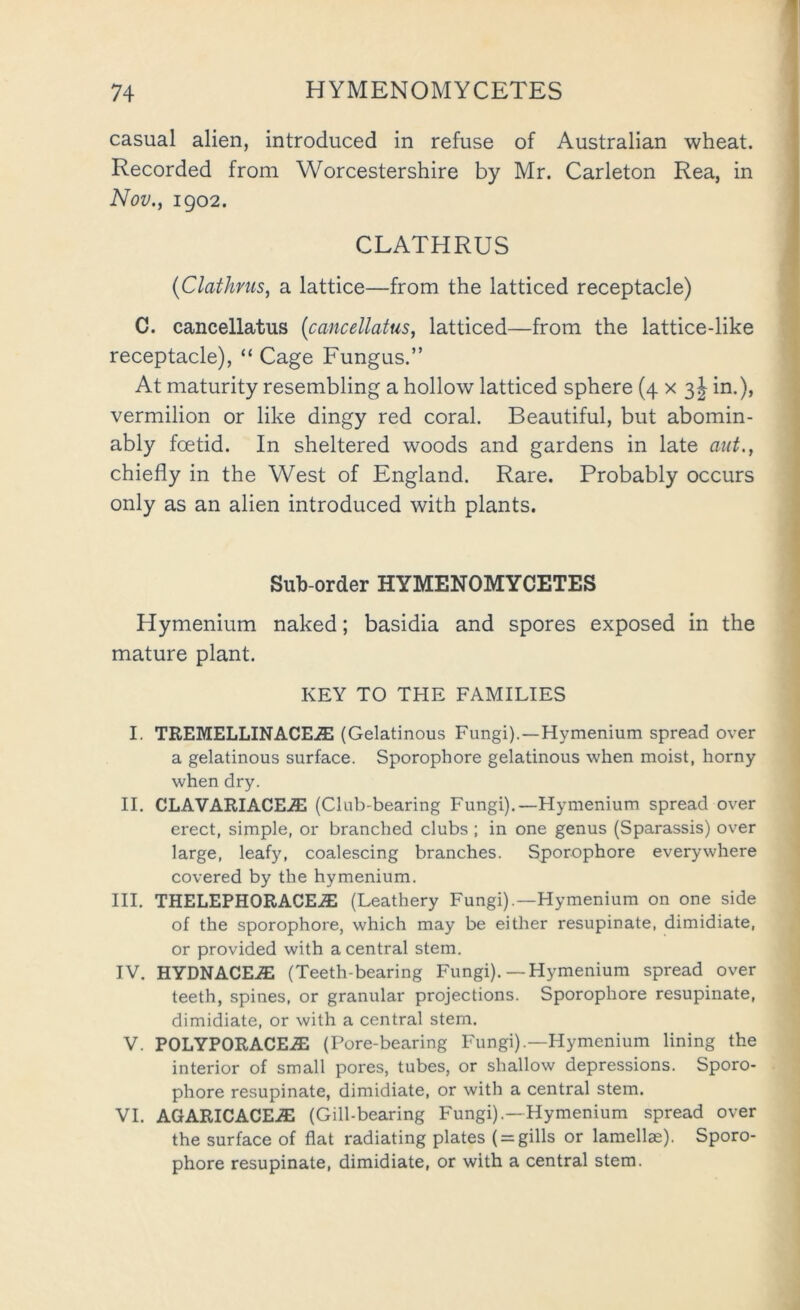 casual alien, introduced in refuse of Australian wheat. Recorded from Worcestershire by Mr. Carleton Rea, in Nov.f 1902. CLATHRUS {Clathrus, a lattice—from the latticed receptacle) C. cancellatus (cancellatus, latticed—from the lattice-like receptacle), “ Cage Fungus.” At maturity resembling a hollow latticed sphere (4 x 3J in.), vermilion or like dingy red coral. Beautiful, but abomin- ably foetid. In sheltered woods and gardens in late aut., chiefly in the West of England. Rare. Probably occurs only as an alien introduced with plants. Sub-order HYMENOMYCETES Hymenium naked; basidia and spores exposed in the mature plant. KEY TO THE FAMILIES I. TREMELLINACE^ (Gelatinous Fungi).—Hymenium spread over a gelatinous surface. Sporophore gelatinous when moist, horny when dry. II. CLAVARIACE.S1 (Club-bearing Fungi).—Hymenium spread over erect, simple, or branched clubs ; in one genus (Sparassis) over large, leafy, coalescing branches. Sporophore everywhere covered by the hymenium. HI. THELEPHORACEiE (Leathery Fungi).—Hymenium on one side of the sporophore, which may be either resupinate, dimidiate, or provided with a central stem. IV. HYDNACEiE (Teeth-bearing Fungi).—Hymenium spread over teeth, spines, or granular projections. Sporophore resupinate, dimidiate, or with a central stem. V. POLYPORACE.® (Pore-bearing Fungi).—Hymenium lining the interior of small pores, tubes, or shallow depressions. Sporo- phore resupinate, dimidiate, or with a central stem. VI. AGARICACEiE (Gill-bearing Fungi).—Hymenium spread over the surface of flat radiating plates ( = gills or lamellae). Sporo- phore resupinate, dimidiate, or with a central stem.