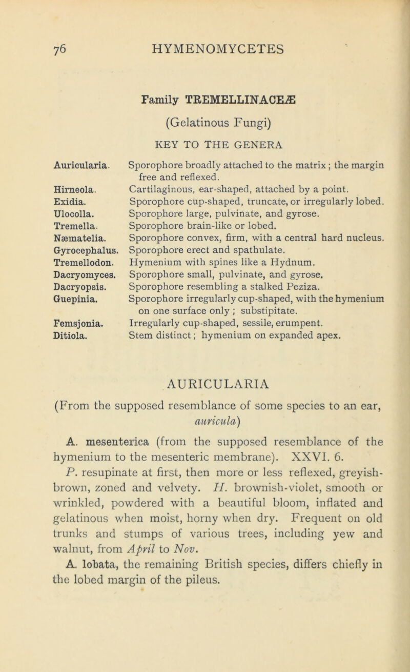 Auricularia. Hirneola. Exidia. Ulocolla. Tremella. Nsematelia. Gyrocephalus. Tremellodon. Dacryomyces. Dacryopsis. Guepinia. Femsjonia. Ditiola. Family TREMELLINACE.E (Gelatinous Fungi) KEY TO THE GENERA Sporophore broadly attached to the matrix ; the margin free and reflexed. Cartilaginous, ear-shaped, attached by a point. Sporophore cup-shaped, truncate, or irregularly lobed. Sporophore large, pulvinate, and gyrose. Sporophore brain-like or lobed. Sporophore convex, firm, with a central hard nucleus. Sporophore erect and spathulate, Hymenium with spines like a Hydnum. Sporophore small, pulvinate, and gyrose. Sporophore resembling a stalked Peziza. Sporophore irregularly cup-shaped, with the hymenium on one surface only ; substipitate. Irregularly cup-shaped, sessile, erumpent. Stem distinct; hymenium on expanded apex. AURICULARIA (From the supposed resemblance of some species to an ear, auricula) A. mesenterica (from the supposed resemblance of the hymenium to the mesenteric membrane). XXVI. 6. P. resupinate at first, then more or less reflexed, greyish- brown, zoned and velvety. H. brownish-violet, smooth or wrinkled, powdered with a beautiful bloom, inflated and gelatinous when moist, horny when dry. Frequent on old trunks and stumps of various trees, including yew and walnut, from April to Nov. A. lobata, the remaining British species, differs chiefly in the lobed margin of the pileus.