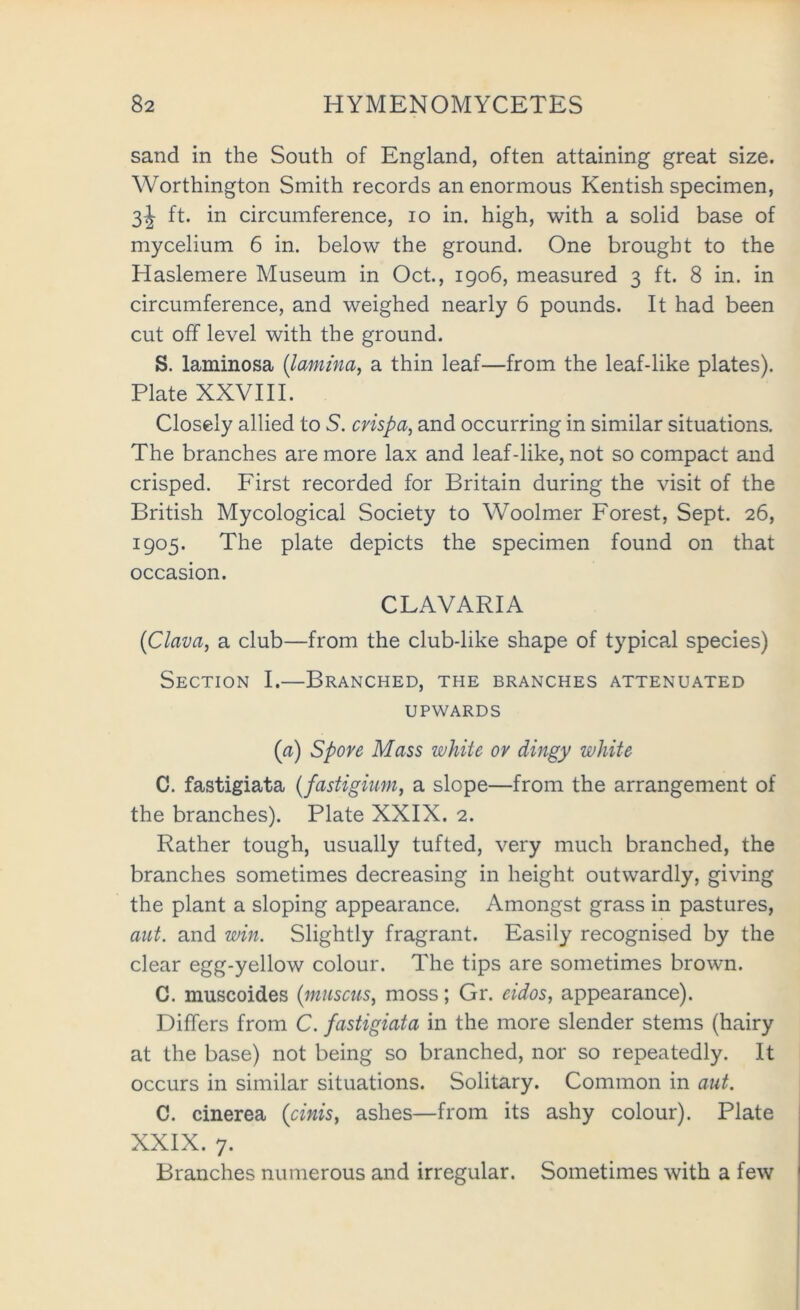 sand in the South of England, often attaining great size. Worthington Smith records an enormous Kentish specimen, ft. in circumference, lo in. high, with a solid base of mycelium 6 in. below the ground. One brought to the Haslemere Museum in Oct, 1906, measured 3 ft. 8 in. in circumference, and weighed nearly 6 pounds. It had been cut off level with the ground. S. laminosa {lamina, a thin leaf—from the leaf-like plates). Plate XXVIII. Closely allied to 5. cvispa, and occurring in similar situations. The branches are more lax and leaf-like, not so compact and crisped. First recorded for Britain during the visit of the British Mycological Society to Woolmer Forest, Sept. 26, 1905. The plate depicts the specimen found on that occasion. CLAVARIA (Clava, a club—from the club-like shape of typical species) Section I.—Branched, the branches attenuated UPWARDS (^i) Spore Mass white or dingy white C. fastigiata {fastigium, a slope—from the arrangement of the branches). Plate XXIX. 2. Rather tough, usually tufted, very much branched, the branches sometimes decreasing in height outwardly, giving the plant a sloping appearance. Amongst grass in pastures, ant. and win. Slightly fragrant. Easily recognised by the clear egg-yellow colour. The tips are sometimes brown. C. muscoides {mnscus, moss; Gr. eidos, appearance). Differs from C. fastigiata in the more slender stems (hairy at the base) not being so branched, nor so repeatedly. It occurs in similar situations. Solitary. Common in ant. C. cinerea {cinis, ashes—from its ashy colour). Plate XXIX. 7. Branches numerous and irregular. Sometimes with a few