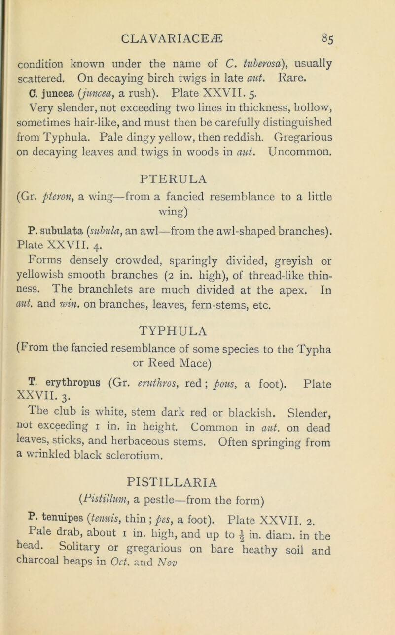 condition known under the name of C. ttiberosa), usually scattered. On decaying birch twigs in late ant. Rare. C. juncea (juncea, a rush). Plate XXVII. 5. Very slender, not exceeding two lines in thickness, hollow, sometimes hair-like, and must then be carefully distinguished from Typhula. Pale dingy yellow, then reddish. Gregarious on decaying leaves and twigs in woods in aut. Uncommon. PTERULA (Gr. pteron^ a wing—from a fancied resemblance to a little wing) P. subulata {snhula, an awl—from the awl-shaped branches). Plate XXVII. 4. Forms densely crowded, sparingly divided, greyish or yellowish smooth branches (2 in. high), of thread-like thin- ness. The branchlets are much divided at the apex. In aut, and win. on branches, leaves, fern-stems, etc. TYPHULA (From the fancied resemblance of some species to the Typha or Reed Mace) T. erythropus (Gr. emthros, red; pous, a foot). Plate XXVII. 3. The club is white, stem dark red or blackish. Slender, not exceeding i in. in height. Common in aut. on dead leaves, sticks, and herbaceous stems. Often springing from a wrinkled black sclerotium. PISTILLARIA {Pistillum, a pestle—from the form) P. tenuipes {tenuis, thin ; pcs, a foot). Plate XXVII. 2. Pale drab, about i in. high, and up to ^ in. diam. in the head. Solitary or gregarious on bare heathy soil and charcoal heaps in Oct. and Nov