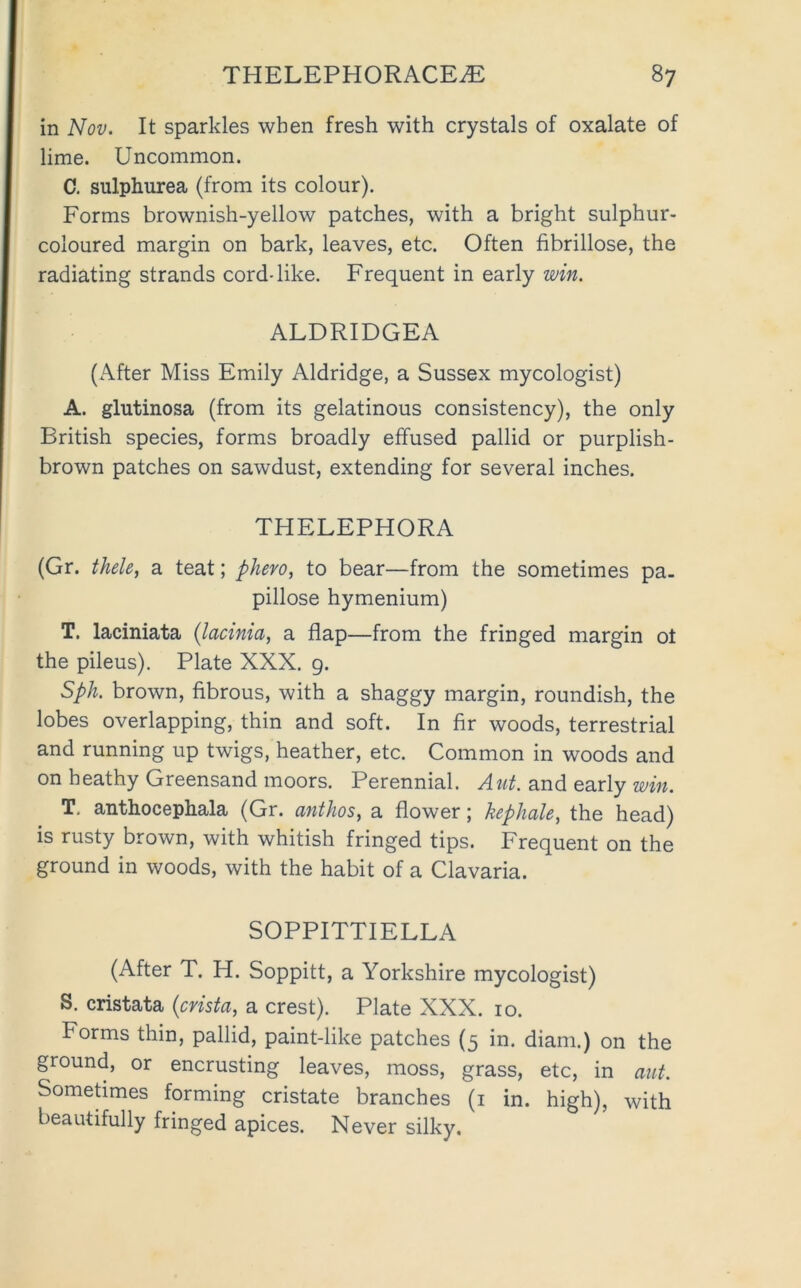 in Nov. It sparkles when fresh with crystals of oxalate of lime. Uncommon. 0. sulphurea (from its colour). Forms brownish-yellow patches, with a bright sulphur- coloured margin on bark, leaves, etc. Often fibrillose, the radiating strands cord-like. Frequent in early win. ALDRIDGEA (After Miss Emily Aldridge, a Sussex mycologist) A. glutinosa (from its gelatinous consistency), the only British species, forms broadly effused pallid or purplish- brown patches on sawdust, extending for several inches. THELEPHORA (Gr. thele, a teat; phero, to bear—from the sometimes pa. pillose hymenium) T. laciniata {lacinia, a flap—from the fringed margin ot the pileus). Plate XXX. 9. Spk brown, fibrous, with a shaggy margin, roundish, the lobes overlapping, thin and soft. In fir woods, terrestrial and running up twigs, heather, etc. Common in woods and on heathy Greensand moors. Perennial. Aut. and early win. T. anthocephala (Gr. anthos, a flower; kephale, the head) is rusty brown, with whitish fringed tips. Frequent on the ground in woods, with the habit of a Clavaria. SOPPITTIELLA (After T. H. Soppitt, a Yorkshire mycologist) S. cristata {crista, a crest). Plate XXX. 10. Forms thin, pallid, paint-like patches (5 in. diam.) on the ground, or encrusting leaves, moss, grass, etc, in aut. Somefimes forming cristate branches (i in. high), with beautifully fringed apices. Never silky.