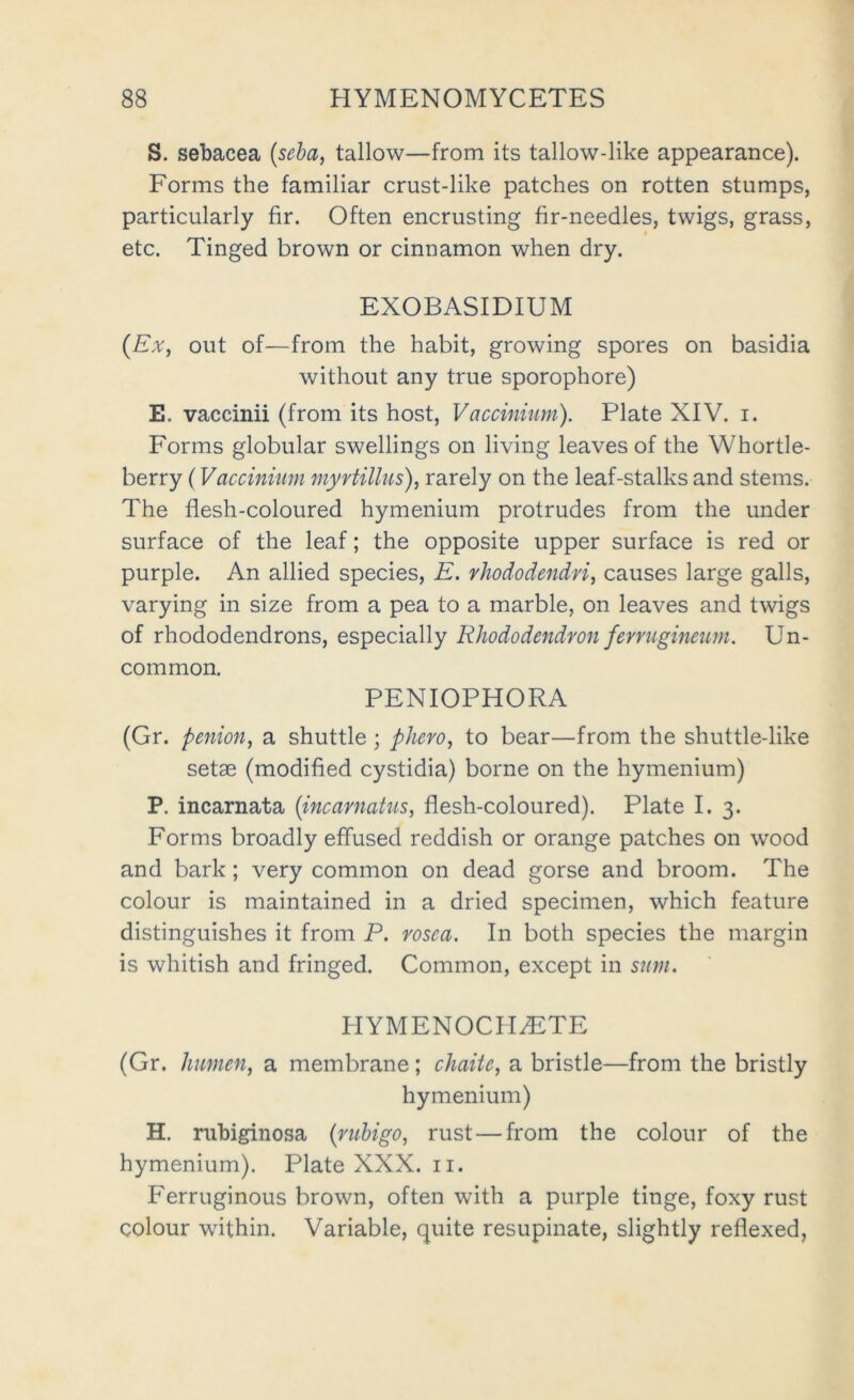 S. sebacea (seha, tallow—from its tallow-like appearance). Forms the familiar crust-like patches on rotten stumps, particularly fir. Often encrusting fir-needles, twigs, grass, etc. Tinged brown or cinnamon when dry. EXOBASIDIUM {Ex, out of—from the habit, growing spores on basidia without any true sporophore) E. vaccinii (from its host, Vaccinium). Plate XIV. i. Forms globular swellings on living leaves of the Whortle- berry (Vaccinium myvtillus), rarely on the leaf-stalks and stems. The flesh-coloured hymenium protrudes from the under surface of the leaf; the opposite upper surface is red or purple. An allied species, E. rhododendri, causes large galls, varying in size from a pea to a marble, on leaves and twigs of rhododendrons, especially Rhododendron fervugineum. Un- common. PENIOPHORA (Gr. penion, a shuttle; phero, to bear—from the shuttle-like setae (modified cystidia) borne on the hymenium) P. incarnata {incarnatus, flesh-coloured). Plate I. 3. Forms broadly effused reddish or orange patches on wood and bark; very common on dead gorse and broom. The colour is maintained in a dried specimen, which feature distinguishes it from P. rosea. In both species the margin is whitish and fringed. Common, except in sum. HYMENOCHiETE (Gr. hnmen, a membrane; chaite, a bristle—from the bristly hymenium) H. rubiginosa {rubigo, rust—from the colour of the hymenium). Plate XXX. ii. Ferruginous brown, often with a purple tinge, foxy rust colour within. Variable, quite resupinate, slightly reflexed,