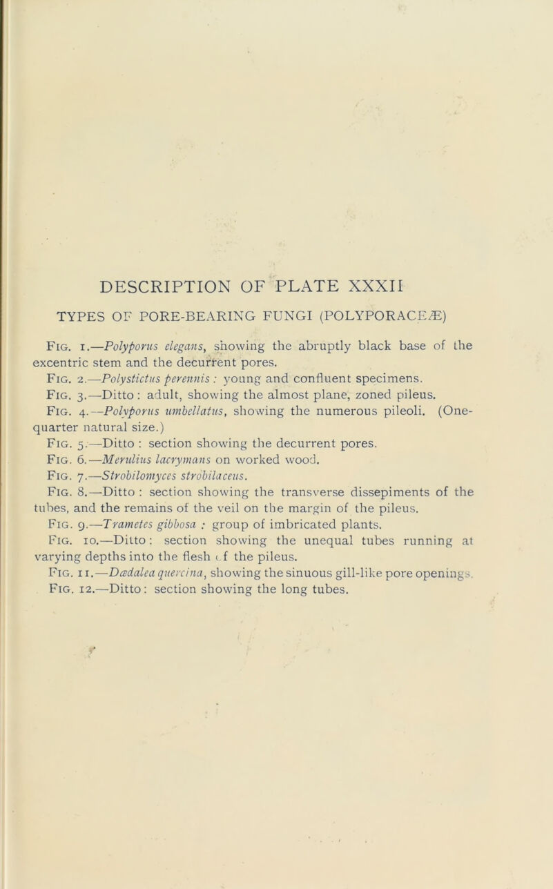 TYPES OF PORE-BEARING FUNGI (POLYPORACE.E:) Fig. I.—Polyponis elegans, showing the abruptly black base of the excentric stem and the decurrent pores. Fig. 2.—Polystictiis perennis : young and confluent specimens. Fig. 3.—Ditto: adult, showing the almost plane, zoned pileus. Fig. 4.—Polyponis umbellatns, showing the numerous pileoli. (One- quarter natural size.) Fig. 5.—Ditto ; section showing the decurrent pores. Fig. 6.—Merulius lacrynians on worked wood. Fig. 7.—Strohilomyces strobilaceus. Fig. 8.—Ditto : section showing the transverse dissepiments of the tubes, and the remains of the veil on the margin of the pileus. Fig. 9.—Trametes gibbosa .- group of imbricated plants. Fig. 10.—Ditto: section showing the unequal tubes running at varying depths into the flesh i f the pileus. Fig. II.—Dadalea qitei'cina, showing the sinuous gill-like pore openings. Fig. 12.—Ditto: section showing the long tubes.