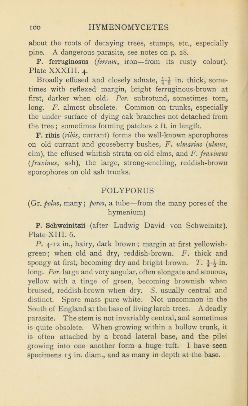 about the roots of decaying trees, stumps, etc., especially pine. A dangerous parasite, see notes on p. 28. F. ferruginosus {feymniy iron—from its rusty colour). Plate XXXIII. 4. Broadly effused and closely adnate, in. thick, some- times with reflexed margin, bright ferruginous-brown at first, darker when old. Por. subrotund, sometimes torn, long. F. almost obsolete. Common on trunks, especially the under surface of dying oak branches not detached from the tree; sometimes forming patches 2 ft. in length. F. ribis {vihis, currant) forms the well-known sporophores on old currant and gooseberry bushes, F. ulmavius {ulmus, elm), the effused whitish strata on old elms, and F. fraxineus {fraxinus, ash), the large, strong-smelling, reddish-brown sporophores on old ash trunks. POLYPORUS (Gr. polus, many ; poros, a tube—from the many pores of the hymenium) P. Schweinitzii (after Ludwig David von Schweinitz). Plate XIII. 6. P. 4-12 in., hairy, dark brown; margin at first yellowish- green ; when old and dry, reddish-brown. F. thick and spongy at first, becoming dry and bright brown. T. in. long. Pov. large and very angular, often elongate and sinuous, yellow with a tinge of green, becoming brownish when bruised, reddish-brown when dry. S. usually central and distinct. Spore mass pure white. Not uncommon in the South of England at the base of living larch trees. A deadly parasite. The stem is not invariably central, and sometimes is quite obsolete. When growing within a hollow trunk, it is often attached by a broad lateral base, and the pilei growing into one another form a huge tuft. I have seen specimens 15 in. diam., and as many in depth at the base.