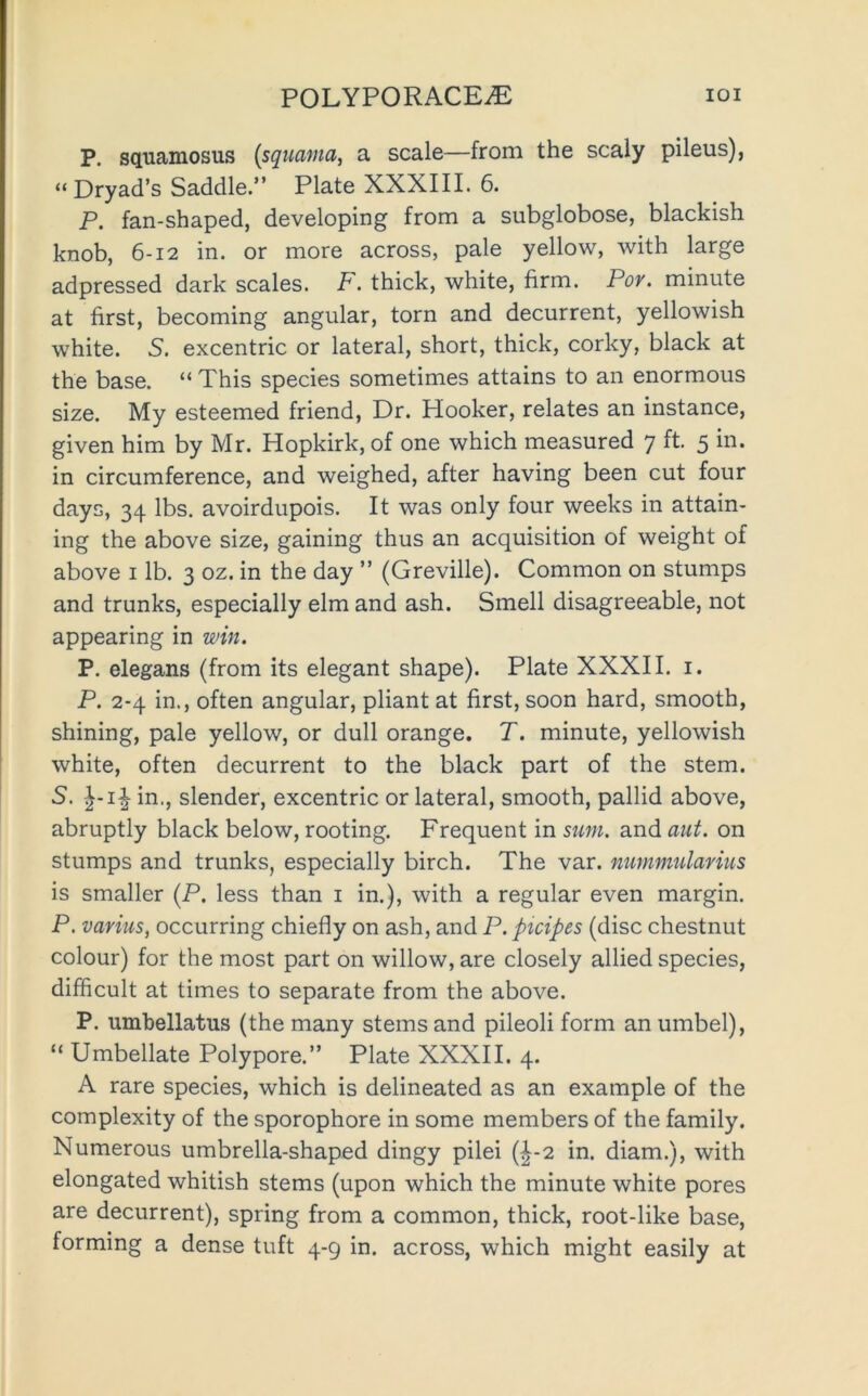 P. squamosus (squama, a scale—from the scaly pileus), “Dryad’s Saddle.” Plate XXXIII. 6. P. fan-shaped, developing from a subglobose, blackish knob, 6-12 in. or more across, pale yellow, with large adpressed dark scales. F. thick, white, firm. Por. minute at first, becoming angular, torn and decurrent, yellowish white. 5. excentric or lateral, short, thick, corky, black at the base. “ This species sometimes attains to an enormous size. My esteemed friend. Dr. Hooker, relates an instance, given him by Mr. Hopkirk, of one which measured 7 ft 5 in. in circumference, and weighed, after having been cut four days, 34 lbs. avoirdupois. It was only four weeks in attain- ing the above size, gaining thus an acquisition of weight of above i lb. 3 oz. in the day ” (Greville). Common on stumps and trunks, especially elm and ash. Smell disagreeable, not appearing in win. P. elegans (from its elegant shape). Plate XXXII. i. P. 2-4 in., often angular, pliant at first, soon hard, smooth, shining, pale yellow, or dull orange. T. minute, yellowish white, often decurrent to the black part of the stem. 5. in., slender, excentric or lateral, smooth, pallid above, abruptly black below, rooting. Frequent in sum. and aut. on stumps and trunks, especially birch. The var. nummularms is smaller (P. less than i in.), with a regular even margin. P. varius, occurring chiefly on ash, and P. picipes (disc chestnut colour) for the most part on willow, are closely allied species, difficult at times to separate from the above. P. umbellatus (the many stems and pileoli form an umbel), “ Umbellate Polypore.” Plate XXXII. 4. A rare species, which is delineated as an example of the complexity of the sporophore in some members of the family. Numerous umbrella-shaped dingy pilei {^-2 in. diam.), with elongated whitish stems (upon which the minute white pores are decurrent), spring from a common, thick, root-like base, forming a dense tuft 4-9 in. across, which might easily at