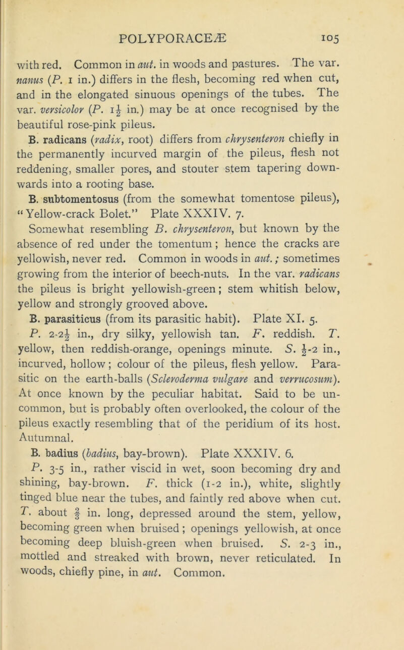 with red. Common in aut. in woods and pastures. The var. nanus (P. i in.) differs in the flesh, becoming red when cut, and in the elongated sinuous openings of the tubes. The var. versicolor (P. in.) may be at once recognised by the beautiful rose-pink pileus. B. radicans {radix, root) differs from chrysenteron chiefly in the permanently incurved margin of the pileus, flesh not reddening, smaller pores, and stouter stem tapering down- wards into a rooting base. B. subtomentosus (from the somewhat tomentose pileus), “Yellow-crack Bolet.” Plate XXXIV. 7. Somewhat resembling B. chrysenteron, but known by the absence of red under the tomentum; hence the cracks are yellowish, never red. Common in woods in aut.; sometimes growing from the interior of beech-nuts. In the var. radicans the pileus is bright yellowish-green; stem whitish below, yellow and strongly grooved above. B. parasiticus (from its parasitic habit). Plate XL 5. P. 2-2^ in., dry silky, yellowish tan. F. reddish. T. yellow, then reddish-orange, openings minute. 5. ^-2 in., incurved, hollow ; colour of the pileus, flesh yellow. Para- sitic on the earth-balls {Scleroderma vulgare and verrucosum). At once known by the peculiar habitat. Said to be un- common, but is probably often overlooked, the colour of the pileus exactly resembling that of the peridium of its host. Autumnal. B. badius {hadius, bay-brown). Plate XXXIV. 6. P. 3-5 in., rather viscid in wet, soon becoming dry and shining, bay-brown. F. thick (1-2 in.), white, slightly tinged blue near the tubes, and faintly red above when cut. T, about I in. long, depressed around the stem, yellow, becoming green when bruised ; openings yellowish, at once becoming deep bluish-green when bruised. S. 2-3 in., mottled and streaked with brown, never reticulated. In woods, chiefly pine, in aut. Common.