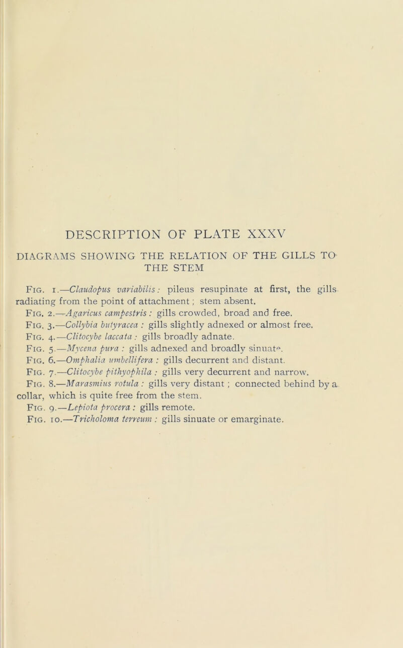 DIAGRAMS SHOWING THE RELATION OF THE GILLS TO THE STEM Fig. I.—Claudopus variabilis: pileus resupinate at first, the gills radiating from the point of attachment; stem absent. Fig. 2—Agaricus campestris : gills crowded, broad and free. Fig. 3.—Collyhia hulyracea : gills slightly adnexed or almost free. Fig. 4.—Clitocybe laccata : gills broadly adnate. Fig. 5.—Mycena pnra : gills adnexed and broadly sinnat^. Fig. 6.—Omphalia imbcllifem : gills decurrent and distant. Fig. 7.—Clitocybe pithyophila : gills very decurrent and narrow. Fig. 8.—Marasmius rotula : gills very distant ; connected behind by a collar, which is quite free from the stem. Fig. 9.—Lepiota procera : gills remote. Fig. 10.—Tricholoma terreum : gills sinuate or emarginate.