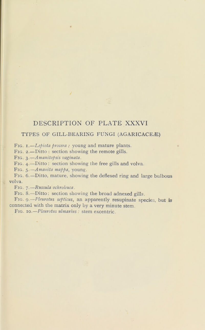 TYPES OF GILL-BEARING FUNGI (AGARICACE^) Fig. I.—Lepiota procera : young and mature plants. Fig. 2.—Ditto : section showing the remote gills. Fig. 3.—Amanitopsis vaginata. Fig. 4.—Ditto : section showing the free gills and volva. Fig. 5.—Amanita mappa, young. Fig. 6.—Ditto, mature, showing the deflexed ring and large bulbous volva. Fig. 7.—Russula ochroleuca. Fig. 8.—Ditto; section showing the broad adnexed gills. Fig. g.~Pleuroius septicus, an apparently resupinate species, but is connected with the matrix only by a very minute stem. Fig. 10.—Pleurotus ulmarius : stem excentric.