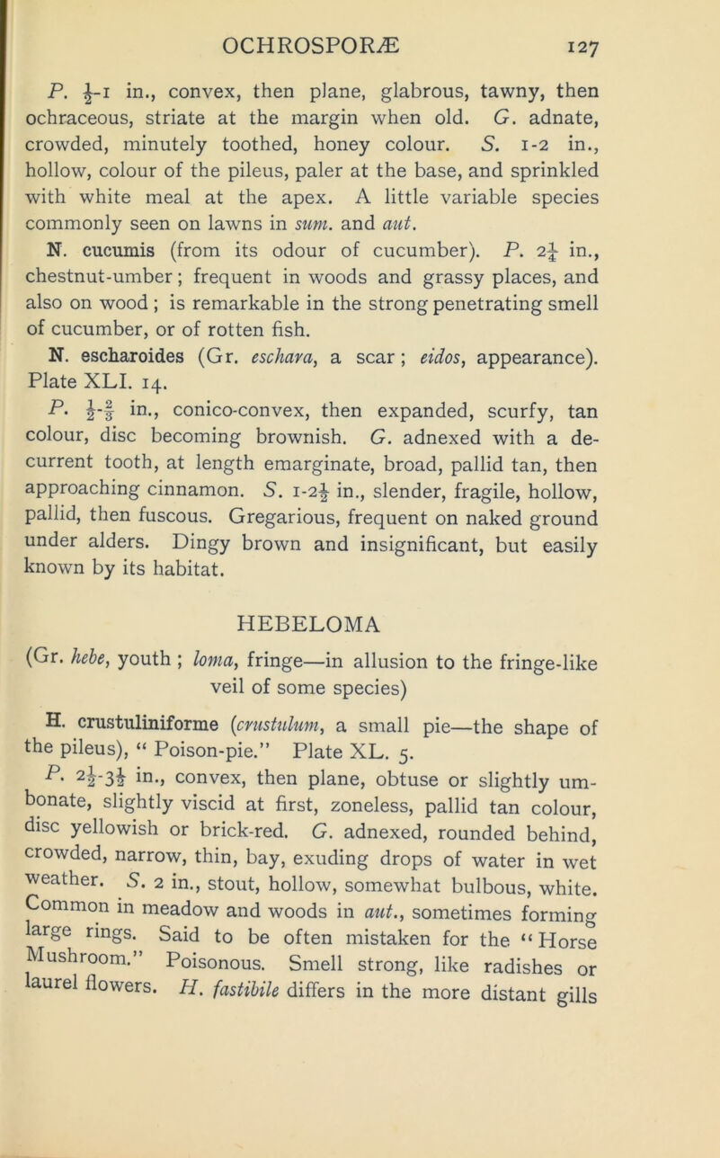 P. ^-1 in., convex, then plane, glabrous, tawny, then ochraceous, striate at the margin when old. G. adnate, crowded, minutely toothed, honey colour. S. 1-2 in., hollow, colour of the pileus, paler at the base, and sprinkled with white meal at the apex. A little variable species commonly seen on lawns in sum. and aut. N. cucumis (from its odour of cucumber). P. 2^ in., chestnut-umber; frequent in woods and grassy places, and also on wood ; is remarkable in the strong penetrating smell of cucumber, or of rotten fish. N. escharoides (Gr. eschar a, a scar; eidos, appearance). Plate XLI. 14. P. in., conico-convex, then expanded, scurfy, tan colour, disc becoming brownish. G. adnexed with a de- current tooth, at length emarginate, broad, pallid tan, then approaching cinnamon. S. 1-2^ in., slender, fragile, hollow, pallid, then fuscous. Gregarious, frequent on naked ground under alders. Dingy brown and insignificant, but easily known by its habitat. HEBELOMA (Gr. hehe, youth ; Ionia, fringe—in allusion to the fringe-like veil of some species) H. crustuliniforme {cmstulum, a small pie—the shape of the pileus), “ Poison-pie.” Plate XL. 5. in., convex, then plane, obtuse or slightly um- bonate, slightly viscid at first, zoneless, pallid tan colour, disc yellowish or brick-red. G. adnexed, rounded behind, crowded, narrow, thin, bay, exuding drops of water in wet weather. 5. 2 in., stout, hollow, somewhat bulbous, white. Common in meadow and woods in aut., sometimes forming large rings. Said to be often mistaken for the “Horse Mushroom.” Poisonous. Smell strong, like radishes or aurel flowers. H. fastihile differs in the more distant gills