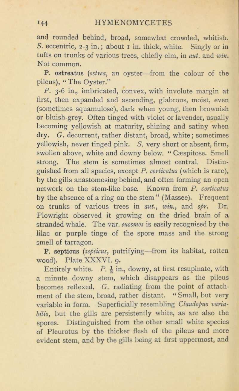 and rounded behind, broad, somewhat crowded, whitish. S. eccentric, 2-3 in.; about i in. thick, white. Singly or in tufts on trunks of various trees, chiefly elm, in atct. and win. Not common. P. ostreatus (ostrea, an oyster—from the colour of the pileus), “ The Oyster.” P. 3-6 in., imbricated, convex, with involute margin at first, then expanded and ascending, glabrous, moist, even (sometimes squamulose), dark when young, then brownish or bluish-grey. Often tinged with violet or lavender, usually becoming yellowish at maturity, shining and satiny when dry. G. decurrent, rather distant, broad, white; sometimes yellowish, never tinged pink. S. very short or absent, firm, swollen above, white and downy below. “ Caespitose. Smell strong. The stem is sometimes almost central. Distin- guished from all species, except P. corticatus (which is rare), by the gills anastomosing behind, and often forming an open network on the stem-like base. Known from P. corticatus by the absence of a ring on the stem” (Massee). Frequent on trunks of various trees in aut., win., and spr. Dr. Plowright observed it growing on the dried brain of a stranded whale. The var. ettosmos is easily recognised by the lilac or purple tinge of the spore mass and the strong smell of tarragon. P. septicus {septicus, putrifying—from its habitat, rotten wood). Plate XXXVI. 9. Entirely white. P. \ in., downy, at first resupinate, with a minute downy stem, which disappears as the pileus becomes reflexed. G. radiating from the point of attach- ment of the stem, broad, rather distant. “ Small, but very variable in form. Superficially resembling Claudopus varia- bilis, but the gills are persistently white, as are also the spores. Distinguished from the other small white species of Pleurotus by the thicker flesh of the pileus and more evident stem, and by the gills being at first uppermost, and