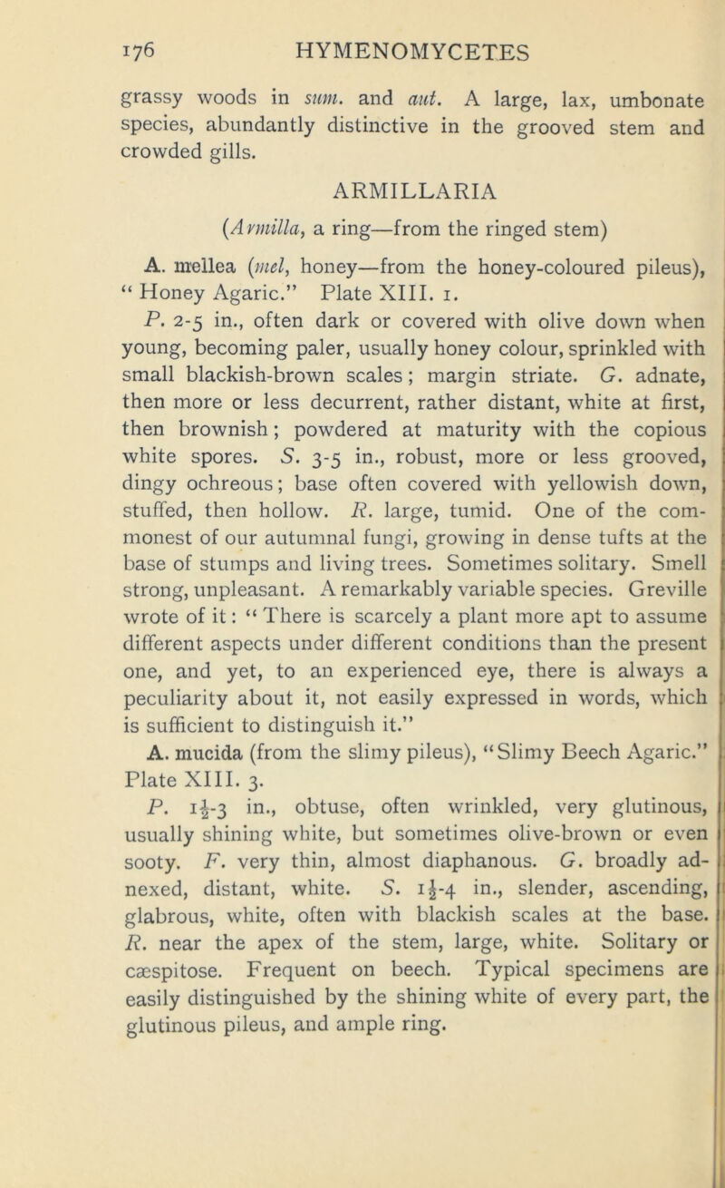 grassy woods in sum. and ant. A large, lax, umbonate species, abundantly distinctive in the grooved stem and crowded gills. ARMILLARIA (Aymilla, a ring—from the ringed stem) A. nrellea (mel, honey—from the honey-coloured pileus), “ Honey Agaric.” Plate XIII. i. P. 2-5 in., often dark or covered with olive down when young, becoming paler, usually honey colour, sprinkled with small blackish-brown scales; margin striate. G. adnate, then more or less decurrent, rather distant, white at first, then brownish; powdered at maturity with the copious white spores. 5. 3-5 in., robust, more or less grooved, dingy ochreous; base often covered with yellowish down, stuffed, then hollow. R. large, tumid. One of the com- monest of our autumnal fungi, growing in dense tufts at the base of stumps and living trees. Sometimes solitary. Smell strong, unpleasant. A remarkably variable species. Greville wrote of it: “ There is scarcely a plant more apt to assume different aspects under different conditions than the present one, and yet, to an experienced eye, there is always a peculiarity about it, not easily expressed in words, which is sufficient to distinguish it.” A. mucida (from the slimy pileus), “Slimy Beech Agaric.” Plate XIII. 3. P. 1^-3 in., obtuse, often wrinkled, very glutinous, usually shining white, but sometimes olive-brown or even sooty. F. very thin, almost diaphanous. G. broadly ad- nexed, distant, white. S. 1J-4 in., slender, ascending, glabrous, white, often with blackish scales at the base. R. near the apex of the stem, large, white. Solitary or caespitose. Frequent on beech. Typical specimens are easily distinguished by the shining white of every part, the glutinous pileus, and ample ring.