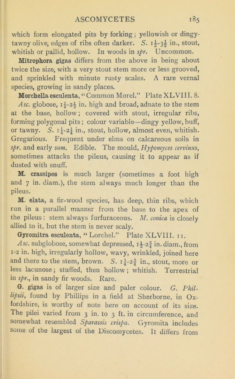 which form elongated pits by forking; yellowish or dingy- tawny olive, edges of ribs often darker. 5. i^-3| in., stout, whitish or pallid, hollow. In woods in spv. Uncommon. Mitrophora gigas differs from the above in being about twice the size, with a very stout stem more or less grooved, and sprinkled with minute rusty scales. A rare vernal species, growing in sandy places. Morchellaesculenta, “Common Morel.” PlateXLVIII. 8. Asc. globose, in. high and broad, adnate to the stem at the base, hollow; covered with stout, irregular ribs, forming polygonal pits ; colour variable—dingy yellow, buff, or tawny. 5. in., stout, hollow, almost even, whitish. Gregarious. Frequent under elms on calcareous soils in spy. and early sum. Edible. The mould, Hypomyces cerviniis, sometimes attacks the pileus, causing it to appear as if dusted with snuff. M. crassipes is much larger (sometimes a foot high and 7 in. diam.), the stem always much longer than the pileus. M. elata, a fir-wood species, has deep, thin ribs, which run in a parallel manner from the base to the apex of the pileus : stem always furfuraceous. M. conica is closely allied to it, but the stem is never scaly. Gyromitra esculenta, “ Torch el.” Plate XL VII I. ii. Asc. subglobose, somewhat depressed, i^-2| in. diam., from 1-2 in. high, irregularly hollow, wavy, wrinkled, joined here and there to the stem, brown. 5. 1I-2J in., stout, more or less lacunose; stuffed, then hollow; whitish. Terrestrial in spy., in sandy fir woods. Rare. G. gigas is of larger size and paler colour. G. Phil- lipsii, found by Phillips in a field at Sherborne, in Ox- fordshire, is worthy of note here on account of its size. The pilei varied from 3 in. to 3 ft. in circumference, and somewhat resembled Sparassis crispa. Gyromita includes some of the largest of the Discomycetes. It differs from