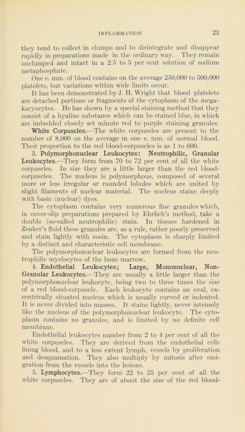 they tend to collect in clumps and to disintegrate and disappear rapidly in preparations made in the ordinar}^ way. They remain unclumped and intact in a 2.5 to 5 per cent solution of sodium metapho.sphate. One c. mm. of blood contains on the average 250,000 to 500,000 platelets, but variations within wide limits occur. It has been demonstrated by J. H. Wright that blood platelets are detached portions or fragments of the cytoiilasm of the mega- karyocytes. He has shown by a special staining method that they consist of a hyaline substance which can be stained blue, in vdiich are imbedded closely set minute red to purple staining granules. White Corpuscles.—The white corpuscles are jiresent to the number of 8,000 on the average in one c. mm. of normal blood. Their proportion to the red blood-corpuscles is as 1 to 600. 3. Polymorphonuclear Leukocytes: Neutrophilic, Granular Leukocytes.—They form from 70 to 72 per cent of all the white corpuscles. In size they are a little larger than the red blood- corpuscles. The nucleus is polymorphous, composed of several more or less irregular or rounded lobules which are united by slight filaments of nuclear material. The nucleus stains tleeply with basic (nuclear) dyes. The cytoplasm contains very numerous fine granules which, in cover-slip preparations prepared l)y Ehrlich’s method, take a double (so-called neutrophilic) stain. In tissues hardened in Zenker’s fluid these granules are, as a rule, rather poorly preserved and stain lightly with eosin. The cytoplasm is sharply limited by a distinct and characteristic cell membrane. The polymorphonuclear leukocytes are formed from the neu- trophilic myelocytes of the bone marrow. 4. Endothelial Leukocytes; Large, Mononuclear, Non- Granular Leukoc3des.—They are usually a little larger than the polymorphonuclear leukocyte, being two to three times the size of a red blood-corpuscle. Each leukocyte contains an oval, ex- centrically situated nucleus which is usually curved or indented. It is never divided into masses. It stains lightly, never intensely like the nucleus of the polymorphonuclear leukocyte. The cyto- plasm contains no granules, and is limited by no definite cell membrane. Endothelial leukocjdes number from 2 to 4 per cent of all the white corpuscles. They are derived from the endothelial cells lining blood, and to a less extent lymph, vessels by proliferation and desquamation. They also multiply by mitosis after emi- gration from the vessels into the lesions. 5. Lymphocytes.—They form 22 to 25 per cent of all the white corpuscles. They are of about the size of the red blood-