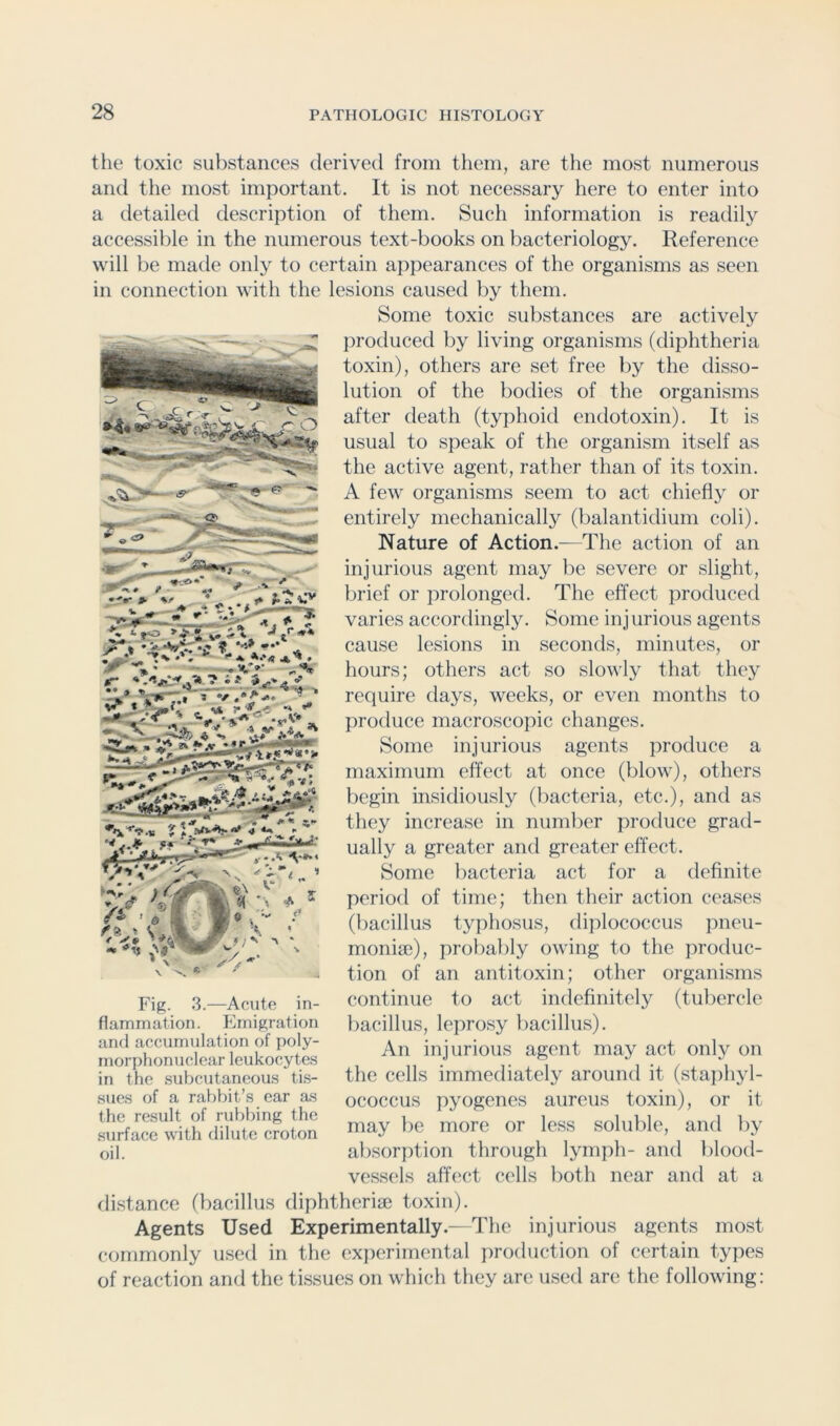 the toxic substances derived from them, are the most numerous and the most important. It is not necessary here to enter into a detailed description of them. Such information is readily accessible in the numerous text-books on bacteriology. Reference will be made only to certain appearances of the organisms as seen in connection with the lesions caused by them. Some toxic substances are actively produced by living organisms (diphtheria toxin), others are set free by the disso- lution of the bodies of the organisms after death (typhoid endotoxin). It is usual to speak of the organism itself as the active agent, rather than of its toxin. A few organisms seem to act chiefly or entirely mechanically (balantidium coli). Nature of Action.—The action of an injurious agent may be severe or slight, brief or prolonged. The effect produced varies accordingly. Some injurious agents cause lesions in seconds, minutes, or hours; others act so slowly that they require days, weeks, or even months to produce macroscopic changes. Some injurious agents produce a maximum effect at once (blow), others begin insidiously (l)acteria, etc.), and as they increase in number produce grad- ually a greater and greater effect. Some bacteria act for a definite period of time; then their action ceases (bacillus typhosus, di})lococcus pneu- monise), probably owing to the produc- tion of an antitoxin; other organisms continue to act indefinitely (tubercle bacillus, leprosy bacillus). An injurious agent may act only on the cells immediately around it (stajihyl- ococcus pyogenes aureus toxin), or it may be more or less soluble, and by absorption through lymph- and blood- vessels affect cells both near and at a - ** '' t ^ ? ‘•’I’'** * ..X, >• ‘.“•.’■-O' Fig. 3.- flammation. -Acute in- Emigration and accumulation of poly- morphonuclear leukocyte.s in the subcutaneous tis- sues of a rabbit’s ear as the result of rubbing the surface with dilute croton oil. distance (bacillus diphtheri® toxin). Agents Used Experimentally.—The injurious agents most commonly used in the experimental production of certain types of reaction and the tissues on which they are used are the following: