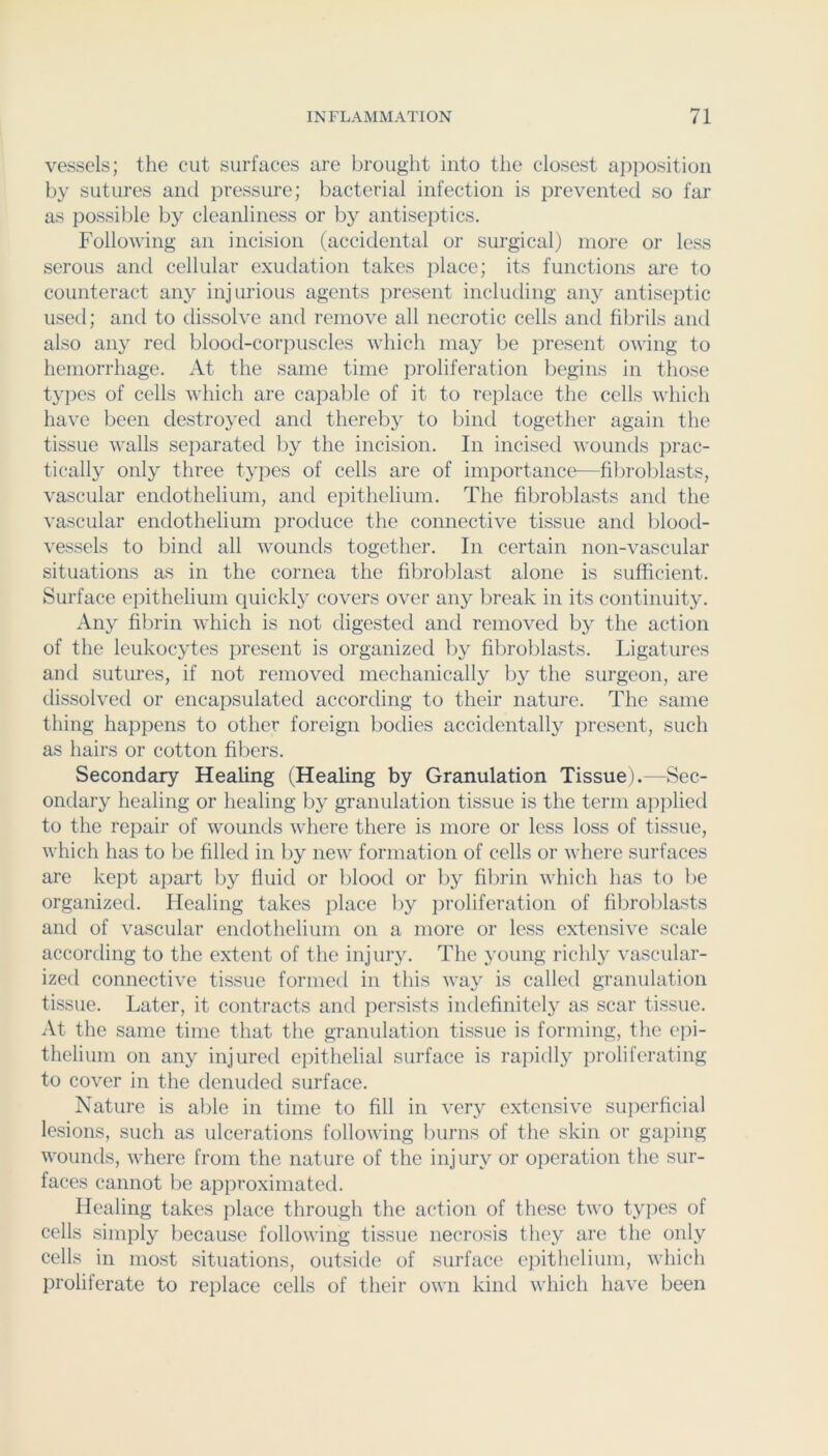 vessels; the cut surfaces are brought into tlie closest apposition by sutures and pressure; bacterial infection is prevented so far as possible by cleanliness or by antiseptics. Following an incision (accidental or surgical) more or less serous and cellular exudation takes place; its functions are to counteract any injurious agents present including any antiseptic used; anti to dissolve and remove all necrotic cells and fibrils and also any red blood-corpuscles which may be present owing to hemorrhage. At the same time proliferation begins in those types of cells which are capable of it to replace the cells which have been destroyed anti thereby to bintl together again the tissue walls separated by the incision. In incised wountls jirac- tically only three types of cells are of importance—filiroblasts, vascular endothelium, anti epithelium. The fibroblasts anti the vascular entlothelium produce the connective tissue anti blootl- vessels to bintl all wountls together. In certain non-vascular situations as in the cornea the fibroblast alone is sufficient. Surface epithelium quickly covers over any break in its continuity. Any fibrin which is not digested and removed by the action of the leukocytes present is organized by fibroblasts. Ligatures and sutures, if not removed mechanically by the surgeon, are tlissolved or encapsulatetl according to their nature. The same thing happens to other foreign bodies accidentally present, such as hairs or cotton fibers. Secondary Healing (Healing by Granulation Tissue).—Sec- ondary healing or healing by granulation tissue is the term aiijilied to the repair of wounds where there is more or less loss of tissue, which has to lie filled in by new formation of cells or where surfaces are kept apart by fluid or lilood or by fibrin which has to be organized. Healing takes place by in-oliferation of fibroblasts and of vascular endothelium on a more or less extensive scale according to the extent of the injury. The young richly vascular- ized connective tissue formed in this way is called granulation tissue. Later, it contracts and jiersists indefinitely as scar tissue. At the same time that the granulation tissue is forming, the epi- thelium on any injuretl epithelial surface is rapidly proliferating to cover in the denuded surface. Nature is able in time to fill in very extensive superficial lesions, such as ulcerations following burns of the skin or gaping wounds, where from the nature of the injury or operation the sur- faces cannot be approximated. Healing takes place through the action of these two types of cells simply because following tissue necrosis they are the only cells in most situations, outside of surface cjiithelium, which proliferate to replace cells of their own kind which have been