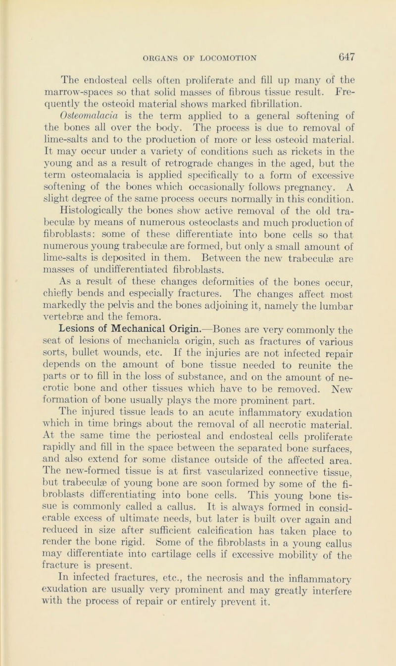 The endosteal cells often proliferate and fill up many of the marrow-spaces so that solid masses of fibrous tissue result. Fre- quently the osteoid material shows marked fibrillation. Osteomalacia is the term applied to a general softening of the bones all over the body. The process is due to removal of lime-salts and to the production of more or less osteoid material. It may occur under a variety of conditions such as rickets in the young and as a result of retrograde changes in the aged, but the term osteomalacia is applied specifically to a form of excessive softening of the bones which occasionally follows pregnancy. A slight degree of the same process occurs normally in this comlition. Histologically the bones show active removal of the old tra- beculae by means of numerous osteoclasts and much production of fibroblasts: some of these differentiate into bone cells so that numerous young trabeculae are formed, but only a small amount of lime-salts is de]X)sited in them. Between the new trabeculae arc masses of undifferentiated fibroblasts. As a result of these changes deformities of the bones occur, chiefly bends and especially fractures. The changes affect most markedly the pelvis and the bones adjoining it, namely the lumbar vertebrae and the femora. Lesions of Mechanical Origin.—Bones are very commonly the seat of lesions of mechanicla origin, such as fractures of various sorts, bullet wounds, etc. If the injuries are not infected repair depends on the amount of bone tissue needed to reunite the parts or to fill in the loss of substance, and on the amount of ne- crotic bone and other tissues which have to be removed. New formation of bone usually plays the more prominent part. The injured tissue leads to an acute inflammatory exudation which in time firings about the removal of all necrotic material. At the same time the periosteal and endosteal cells proliferate rapidly and fill in the space between the sejiarated bone surfaces, and also extend for some distance outside of the affected area. The new-formed tissue is at first vascularized connective tissue, but trabeculse of young bone are soon formed by some of the fi- broblasts differentiating into bone cells. This young bone tis- sue is commonly called a callus. It is always formed in consid- erable excess of ultimate needs, Init later is built over again and reduced in size after sufficient calcification has taken place to render the bone rigid. Some of the fibroblasts in a young callus may differentiate into cartilage cells if excessive mobility of the fracture is present. In infected fractures, etc., the necrosis and the inflammatory exudation are usually very prominent and may greatly interfere with the process of repair or entirely prevent it.