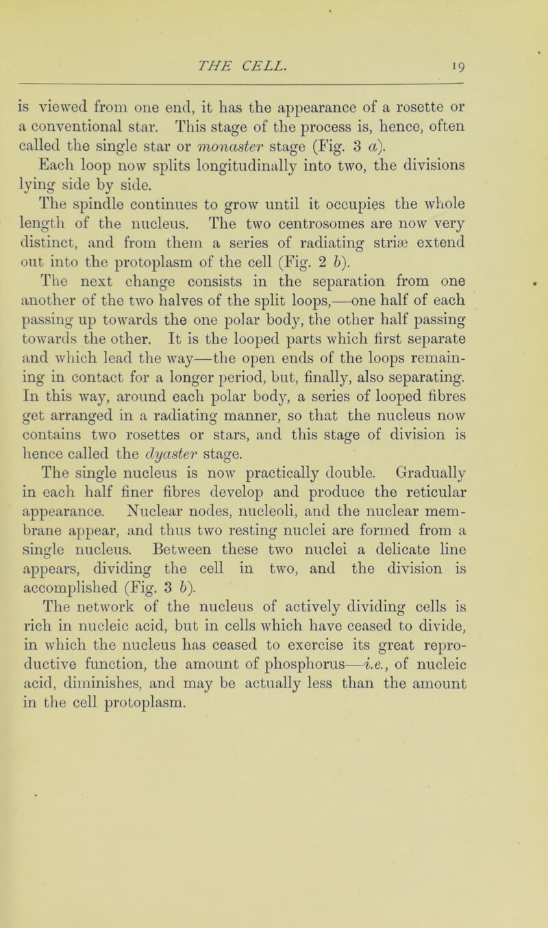 is viewed from one end, it has the appearance of a rosette or a conventional star. This stage of the process is, hence, often called the single star or monaster stage (I'ig. 3 a). Each loop now splits longitudinally into two, the divisions lying side by side. The spindle continues to grow until it occupies the whole length of the nucleus. The two centrosomes are now very distinct, and from them a series of radiating striae extend out into the protoplasm of the cell (Fig. 2 h). The next change consists in the separation from one another of the two halves of the split loops,—one half of each passing up towards the one polar body, the other half passing towards the other. It is the looped parts which first sejDarate and which lead the way—the open ends of the loops remain- ing in contact for a longer period, but, finally, also separating. In this way, around each polar body, a series of looped fibres get arranged in a radiating manner, so that the nucleus now contains two rosettes or stars, and this stage of division is lienee called the dyaster stage. The single nucleus is now practically double. Gradually in each half finer fibres develop and produce the reticular appearance. Nuclear nodes, nucleoli, and the nuclear mem- brane appear, and thus two resting nuclei are formed from a single nucleus. Between these two nuclei a delicate line appears, dividing the cell in two, and the division is accomplished (Fig. 3 6). The network of the nucleus of actively dividing cells is rich in nucleic acid, but in cells which have ceased to divide, in which the nucleus has ceased to exercise its great repro- ductive function, the amount of phosphorus—i.e., of nucleic acid, diminishes, and may be actually less than the amount in the cell protoplasm.