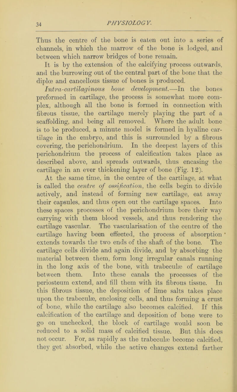 Thus the centre of the bone is eaten out into a series of channels, in which the marrow of the bone is lodged, and between which narrow bridges of bone remain. It is by the extension of the calcifying process outwards, and the burrowing out of the central part of the bone that the diplce and cancellous tissue of bones is produced. Intra-cartilaginous hone development.—In the bones preformed in cartilage, the process is somewhat more com- plex, although all the bone is formed in connection with fibrous tissue, the cartilage merely playing the part of a scaffolding, and being all removed. Where the adult bone is to be produced, a minute model is formed in hyaline car- tilage in the embryo, and this is surrounded by a fibrous covering, the perichondrium. In the deepest layers of this perichondrium the process of calcification takes place as described above, and spreads outwards, thus encasing the cartilage in an ever thickening layer of bone (Fig. 12). At the same time, in the centre of the cartilage, at what is called the centre of ossificcttion, the cells begin to divide actively, and instead of forming new cartilage, eat away their capsules, and thus open out the cartilage spaces. Into these spaces processes of the perichondrium bore their way carrying with them blood vessels, and thus rendering the cartilage vascular. The vascularisation of the centre of the cartilage having been effected, the process of absorption • extends towards the two ends of the shaft of the bone. The cartilage cells divide and again divide, and by absorbing the material between them, form long irregular canals running in the long axis of the bone, with trabeculm of cartilage between them. Into these canals the processes of the periosteum extend, and fill them with its fibrous tissue. In this fibrous tissue, the deposition of lime salts takes place upon the trabeculae, enclosing cells, and thus forming a crust of bone, while the cartilage also becomes calcified. If this calcification of the cartilage and deposition of bone were to go on unchecked, the block of cartilage would soon be reduced to a solid mass of calcified tissue. But this does not occur. For, as rapidl}^ as the trabeculas become calcified, they get' absorbed, while the active changes extend farther
