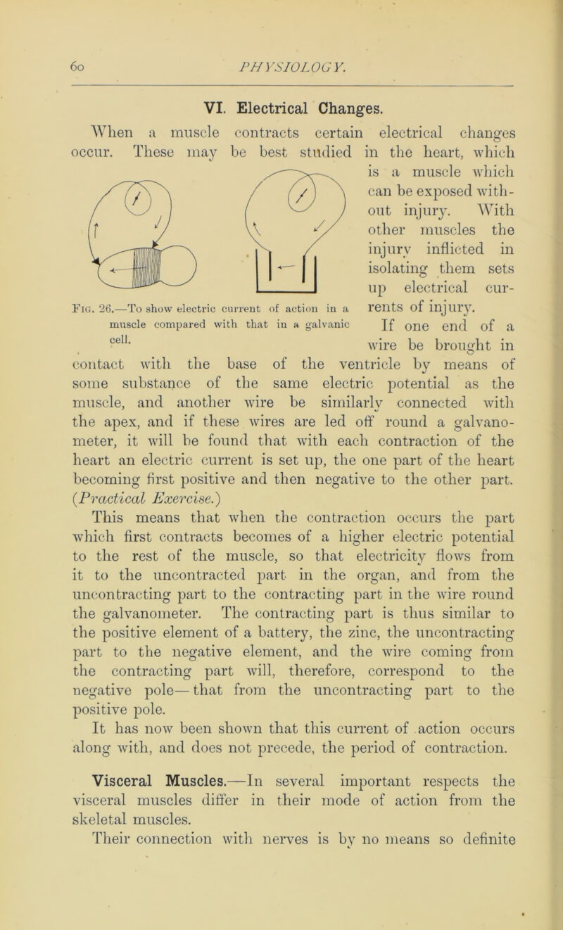 VI. Electrical Changes. When ;i muscle contracts certain electrical changes occur. These may be best studied in tlie heart, which contact with the base of the ventricle by means of some substance of the same electric potential as the muscle, and another wire be similarly connected with the apex, and if these Avires are led off round a galvano- meter, it will be found that Avith each contraction of the heart an electric current is set up, the one part of the heart becoming first positive and then negative to the other part. {Practical Exercise.) This means that Avhen the contraction occurs the part Avhich first contracts becomes of a higher electric potential to the rest of the muscle, so that electricity flows from it to the uncontracted jAart in the organ, and from the uncontracting part to the contracting part in the Avire round the galvanometer. The contracting part is thus similar to the positive element of a battery, the zinc, the uncontracting part to the negative element, and the Avire coming from the contracting part Avill, therefore, correspond to the negative pole— that from the uncontracting part to the positive pole. It has noAV been shoAvn that this current of action occurs along Avith, and does not precede, the period of contraction. Visceral Muscles.—In several important respects the visceral muscles differ in their mode of action from the skeletal muscles. Their connection AAuth nerves is by no means so definite Fig. 26.—To show electric current of action in a muscle compared with that in a galvanic is a muscle Avhich can be exposed Avith- out injury. AVith other muscles the injury inflicted in isolating them sets up electrical cur- rents of injury. cell. If one end of a Avire be brought in