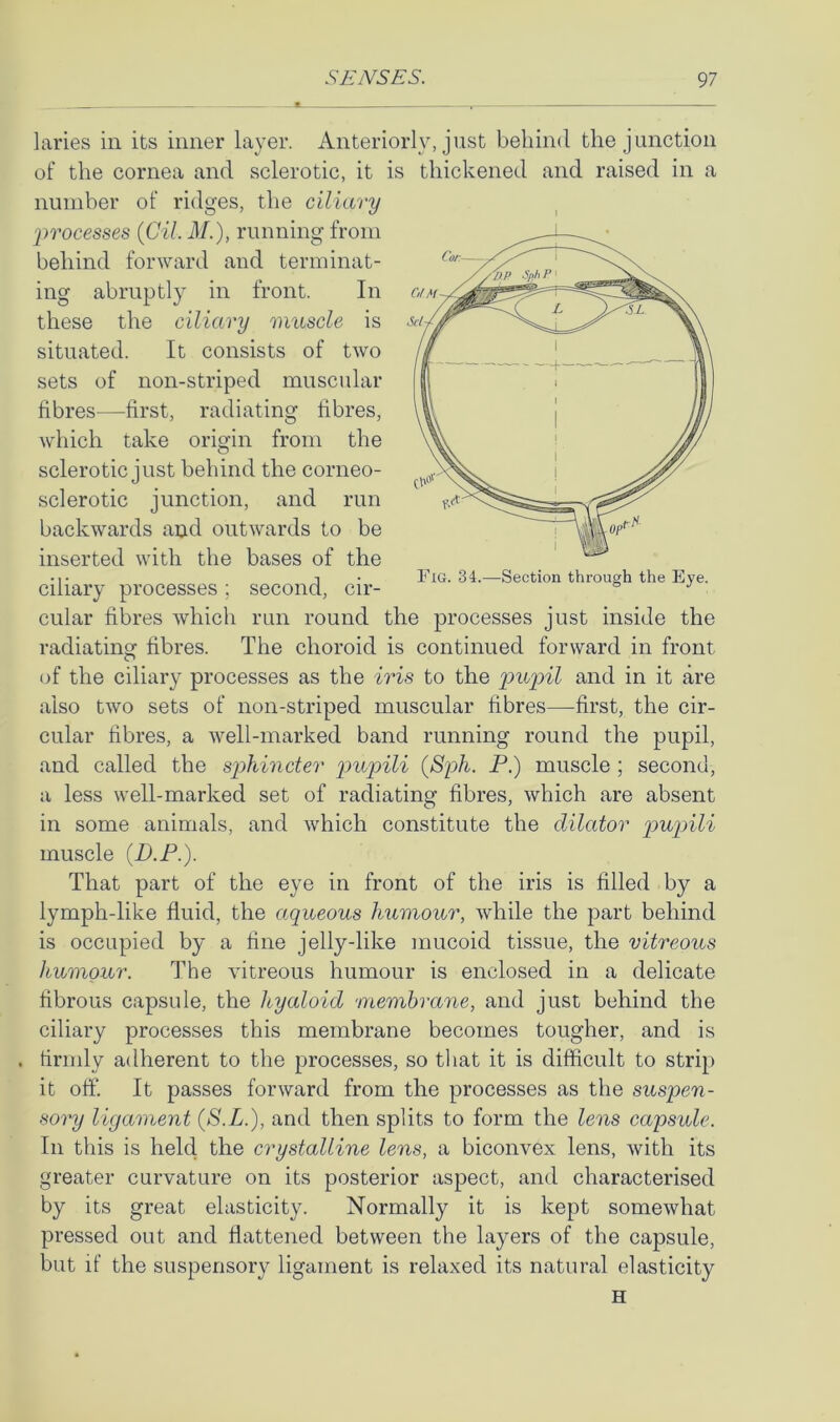 laries in its inner layer. Anteriorly, just behind the junction of the cornea and sclerotic, it is thickened and raised in a number of ridges, the ciliary 'processes {Gil. M.), running from behind forward and terminat- ing abruptly in front. In these the ciliary muscle is situated. It consists of two sets of non-striped muscular fibres—first, radiating fibres, which take origin from the sclerotic just behind the corneo- sclerotic junction, and run backwards and outwards to be inserted with the bases of the ciliary processes; second, cir- cular fibres which run round the processes just inside the radiating fibres. The choroid is continued forward in front of the ciliary processes as the iris to the pupil and in it are also two sets of non-striped muscular fibres—^first, the cir- cular fibres, a well-marked band running round the pupil, and called the sj^hincter pupili {Sph. P.) muscle ; second, a less well-marked set of radiating fibres, which are absent in some animals, and which constitute the dilator pupili muscle (D.F.). That part of the eye in front of the iris is filled by a lymph-like fluid, the aqueous humour, while the part behind is occupied by a fine jelly-like mucoid tissue, the vitreous humour. The vitreous humour is enclosed in a delicate fibrous capsule, the hyaloid 'membrane, and just behind the ciliary processes this membrane becomes tougher, and is . firndy adherent to the processes, so that it is difficult to strip it off. It passes forward from the processes as the suspen- sory ligament (S.L.), and then splits to form the lens capsule. In this is held the crystalline lens, a biconvex lens, with its greater curvature on its posterior aspect, and characterised by its great elasticity. Normally it is kept somewhat pressed out and flattened between the layers of the capsule, but if the suspensory ligament is relaxed its natural elasticity H I Fig. 34.—Section through the Eye.