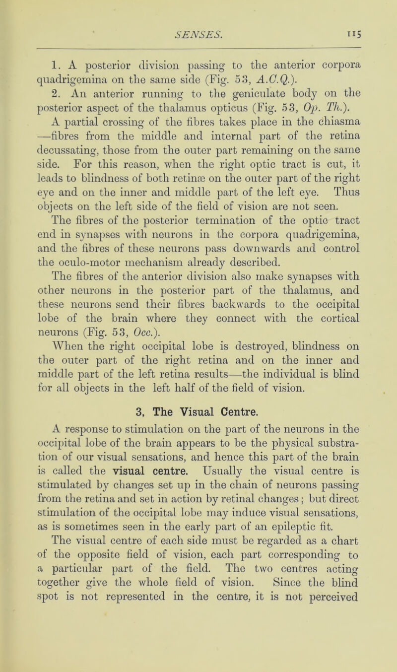 1. A posterior division passing to the anterior corpora quadrigemina on the same side (Fig. 53, A.C.Q.). 2. An anterior running to the geniculate body on the posterior aspect of the thalamus opticus (Fig. 53, Op. Tk.). A partial crossing of the fibres takes place in the chiasma —fibres from the middle and internal part of the retina decussating, those from the outer part remaining on the same side. For this reason, when the right optic tract is cut, it leads to blindness of both retinre on the outer part of the right eye and on the inner and middle part of the left eye. Thus objects on the left side of the field of vision are not seen. The fibres of the posterior termination of the optic tract end in synapses with neurons in the corpora quadrigemina, and the fibres of these neurons pass downwards and control the oculo-motor mechanism already described. The fibres of the anterior division also make synapses with other neurons in the posterior part of the thalamus, and these neurons send their fibres backwards to the occipital lobe of the brain where they connect with the cortical neurons (Fig. 53, Occ.). When the right occipital lobe is destroyed, blindness on the outer part of the right retina and on the inner and middle part of the left retina results—the individual is blind for all objects in the left half of the field of vision. 3, The Visual Centre. A response to stimulation on the part of the neurons in the occipital lobe of the brain appears to be the physical substra- tion of our visual sensations, and hence this part of the brain is called the visual centre. Usually the visual centre is stimulated by changes set up in the chain of neurons passing from the retina and set in action by retinal changes; but direct stimulation of the occipital lobe may induce visual sensations, as is sometimes seen in the early part of an epileptic fit. The visual centre of each side must be regarded as a chart of the opposite field of vision, each part corresponding to a particular part of the field. The two centres acting together give the whole field of vision. Since the blind spot is not represented in the centre, it is not perceived