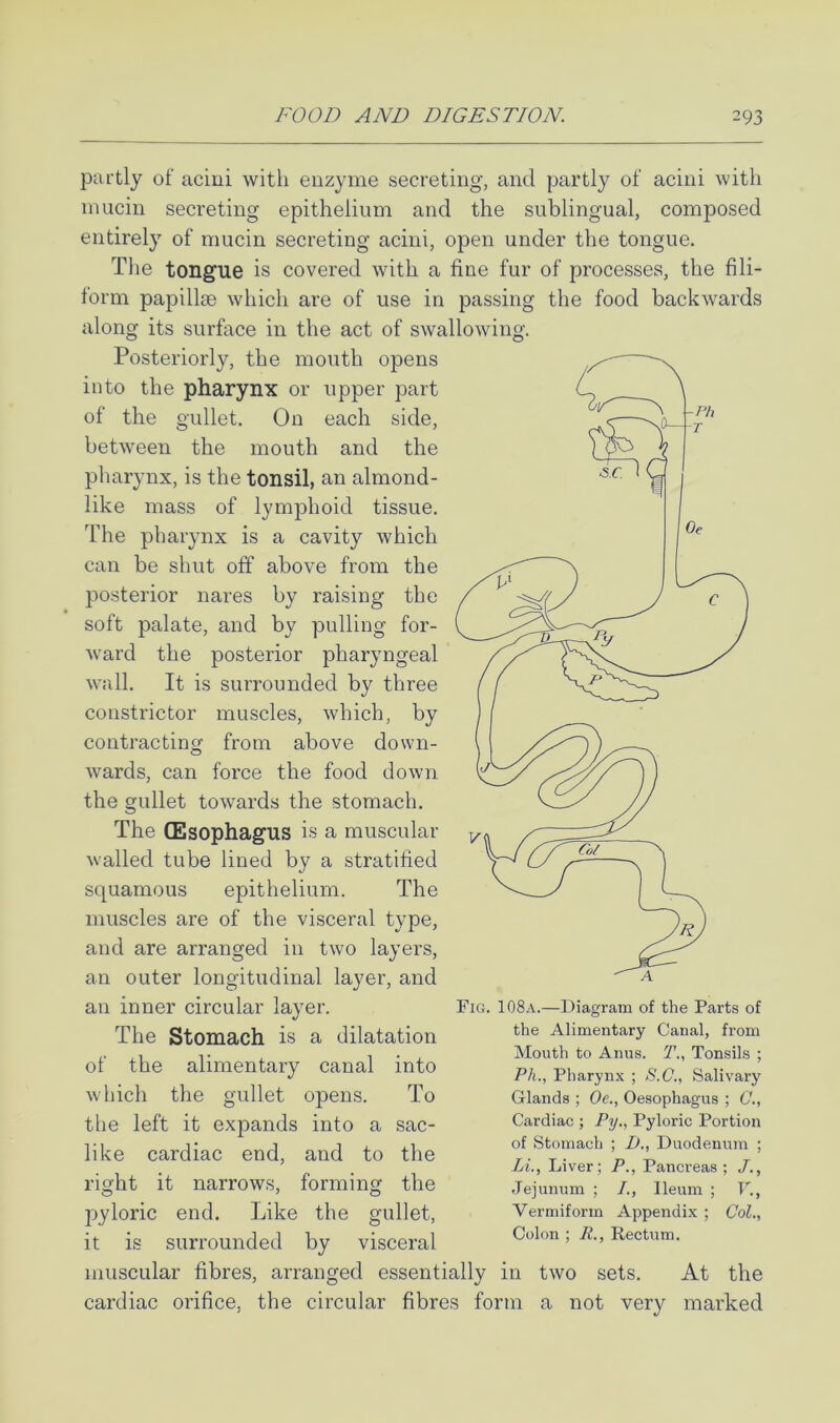 partly of acini with enzyme secreting, and partly of acini with mucin secreting epithelium and the sublingual, composed entirely of mucin secreting acini, open under the tongue. The tongue is covered with a fine fur of processes, the fili- form papillsB which are of use in passing the food backwards along its surface in the act of swallowing. Posteriorly, the mouth opens into the pharynx or upper part of the gullet. On each side, between the mouth and the pharynx, is the tonsil, an almond- like mass of lymphoid tissue. The pharynx is a cavity which can be shut off above from the posterior nares by raising the soft palate, and by pulling for- ward the posterior pharyngeal wall. It is surrounded by three constrictor muscles, which, by contracting from above down- wards, can force the food down the gullet towards the stomach. The (Esophagus is a muscular walled tube lined by a stratified squamous epithelium. The muscles are of the visceral type, and are arranged in two layers, an outer longitudinal layer, and an inner circular layer. The Stomach is a dilatation of the alimentary canal into which the gullet opens. To the left it expands into a sac- like cardiac end, and to the right it narrows, forming the pyloric end. Like the gullet, it is surrounded by visceral muscular fibres, arranged essentially in two sets. At the cardiac orifice, the circular fibres form a not very marked Fig. 108a.—Diagram of the Parts of the Alimentary Canal, from Mouth to Anus. T.., Tonsils ; P/i., Pharynx ; *5.(7., Salivary Glands ; Oc., Oesophagus ; (7., Cardiac ; Py., Pyloric Portion of Stomach ; D., Duodenum ; Li., Liver; P., Pancreas ; J., .Jejunum ; Ileum ; V., Vermiform Appendix ; Col., Colon ; R., Rectum.