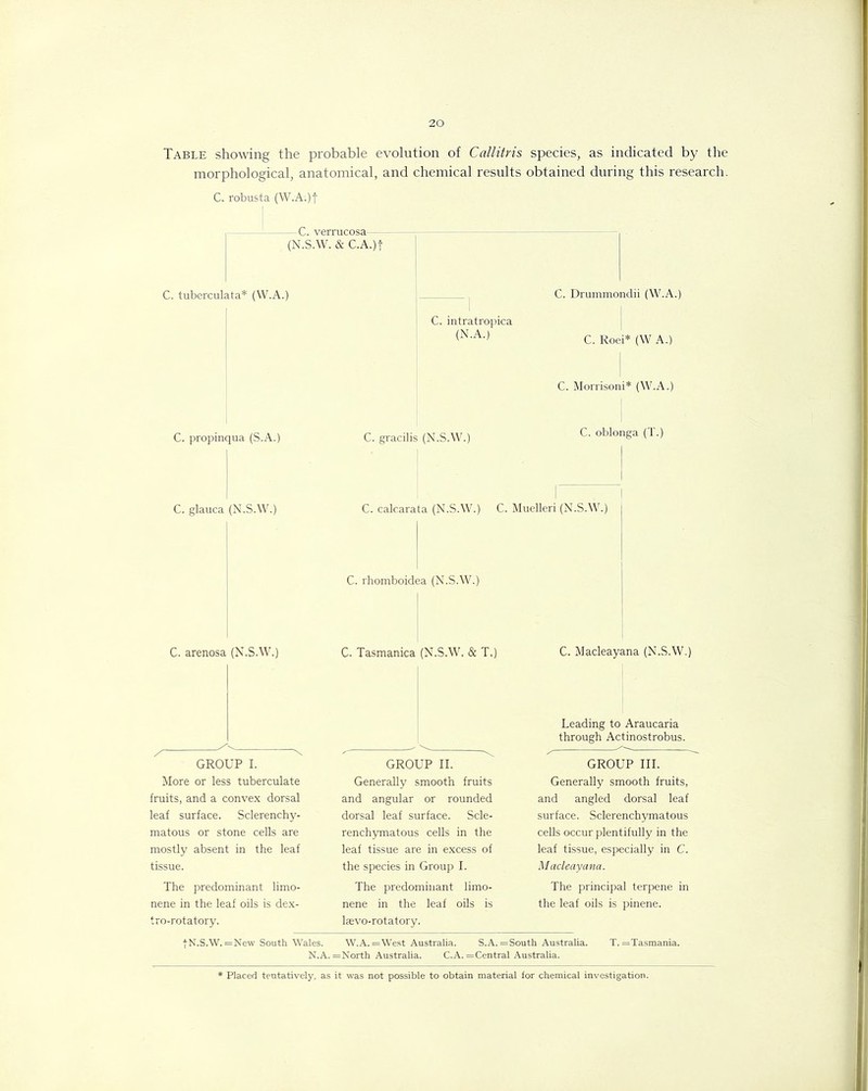 Table showing the probable evolution of Cattitris species, as indicated by the morphological, anatomical, and chemical results obtained during this research. C. robusta (W.Av)f — —C. verrucosa— — (N.S.W. & C.A.)f C. Drummondii (W.A.) C. Roei* (W A.) C. tuberculata* (W.A. C. intratropica (N.A.) C. propinqua (S.A.) C. glauca (N.S.W.) C. Morrisoni* (W.A.) C. gracilis (N.S.W.) C' oblonga (T-> C. calcarata (N.S.W.) C. Muelleri (N.S.W.) C. rhomboidea (N.S.W.) C. arenosa (N.S.W.) C. Tasmanica (N.S.W. & T.) C. Macleayana (N.S.W.) GROUP I. More or less tuberculate fruits, and a convex dorsal leaf surface. Sclerenchy- matous or stone cells are mostly absent in the leaf tissue. The predominant limo- nene in the leaf oils is dex- tro-rotatory. GROUP II. Generally smooth fruits and angular or rounded dorsal leaf surface. Scle- renchymatous cells in the leaf tissue are in excess of the species in Group I. The predominant limo- nene in the leaf oils is lsevo-rotatory. Leading to Araucaria through Actinostrobus. GROUP III. Generally smooth fruits, and angled dorsal leaf surface. Sclerenchymatous cells occur plentifully in the leaf tissue, especially in C. Macleayana. The principal terpene in the leaf oils is pinene. ■{■N.S.W. =New South Wales. W.A. ='West Australia. S.A. = South Australia. T. =Tasmania. N.A. =North Australia. C.A.= Central Australia. Placed tentatively, as it was not possible to obtain material for chemical investigation.