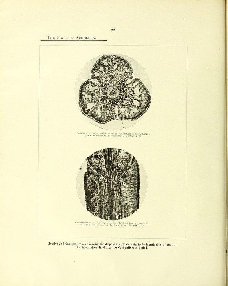 Furrows or decurrent channels in which the stomata occur in Callilris glauca, are marked in this cross section by arrows, x 80. Longitudinal section showing on the lower left-hand leaf stomata in the furrow or decurrent channel. C. glauca, x 50. See also Fig. 78. Sections of Callitris leaves showing the disposition of stomata to be identical with that of Lepidodendron Hickii of the Carboniferous period.