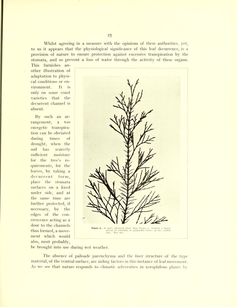 Whilst agreeing in a measure with the opinions of these authorities, yet, to us it appears that the physiological significance of this leaf decurrence, is a provision of nature to ensure protection against excessive transpiration by the stomata, and so prevent a loss of water through the activity of these organs. This furnishes an- other illustration of adaptation to physi- cal conditions or en- vironment. It is only on some coast varieties that the decurrent channel is absent. By such an ar- rangement, a too energetic transpira- tion can be obviated during times of drought, when the soil has scarcely sufficient moisture for the tree’s re- quirements, for the leaves, by taking a decurrent form, place the stomata surfaces on a fixed under side, and at the same time are further protected, if necessary, by the edges of the con- crescence acting as a door to the channels thus formed, a move- ment which would also, most probably, be brought into use during wet weather. The absence of palisade parenchyma and the finer structure of the type material, of the ventral surface, are aiding factors in this instance of leaf movement. As we see that nature responds to climatic adversities in xerophilous plants by Figure 2.—A more advanced plant than Figure i, showing a longe period of retention of primordial leaves on the centra axis. Nat. size.