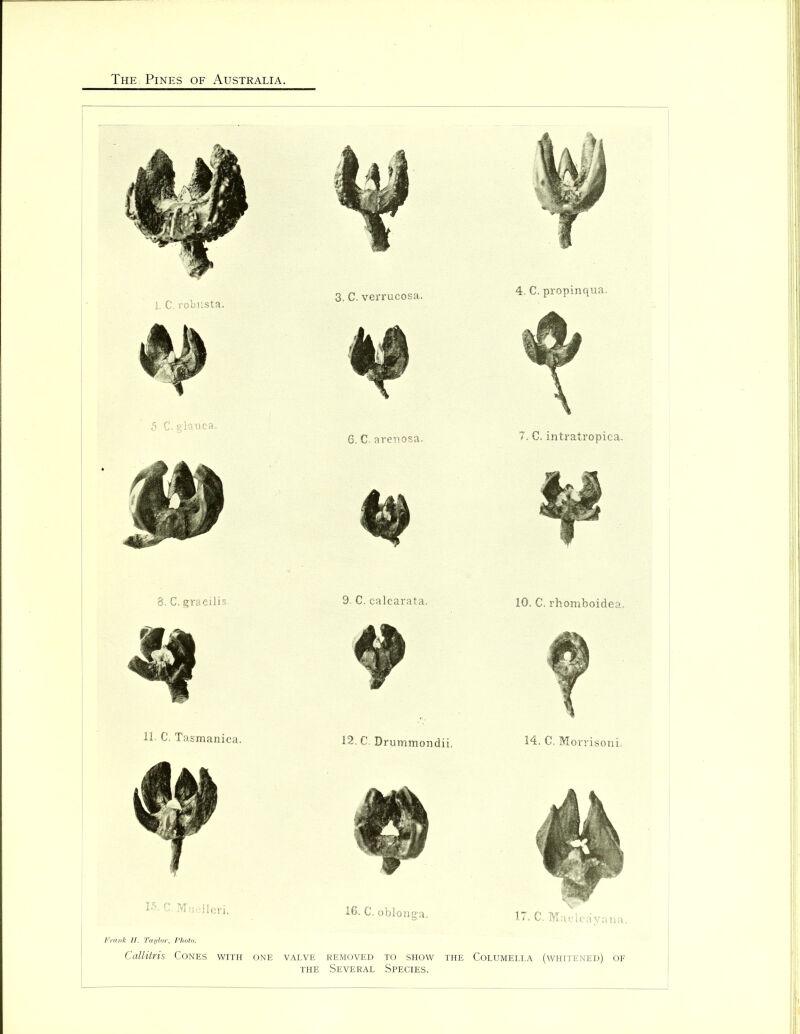 , 3. C. verrucosa. I. C. robnsta. 3. C. gracilis. 11- C. Tasmanica. 9. C. calcarata. i2. C. Drummondii. 15, C. Mm dleri. 16. C. oblonga. Frank H. Taylor, Photo. Callitris Cones with one valve removed to show thi the Several Species. 4. C. propinqua. 7. C. intratropic-a. 10. C. rhomboidea. 14. C, Morrisoni. 17. C. Macleayana. Columella (whitened) of