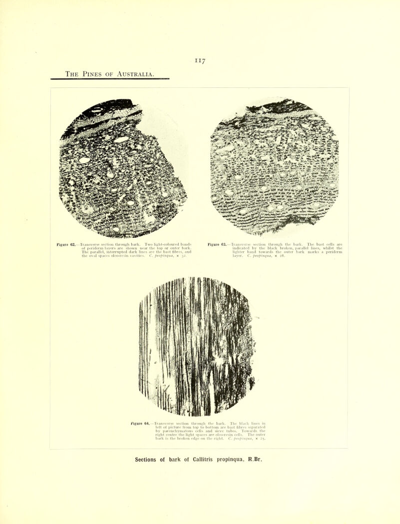 Figure 62.—Transverse section through bark. Two light-coloured bands of periderm layers are shown near the top or outer bark. The parallel, interrupted dark lines are the bast fibres, and the oval spaces oleo-resin cavities. C. propinqua, x 32. Figure 63.—Transverse section through the bark. The bast cells are indicated by the black broken, parallel lines, whilst the lighter band towards the outer bark marks a periderm layer. C. propinqua, x 28. Figure 64.—Transverse section through the bark. The black lines in left of picture from top to bottom are bast fibres separated by parenchymatous cells and sieve tubes. Towards the right centre the light spaces are oleo-resin cells. The outer bark is the broken edge on the right. C. propinqua, x 25. Sections of bark of Callitris propinqua, R.Br.