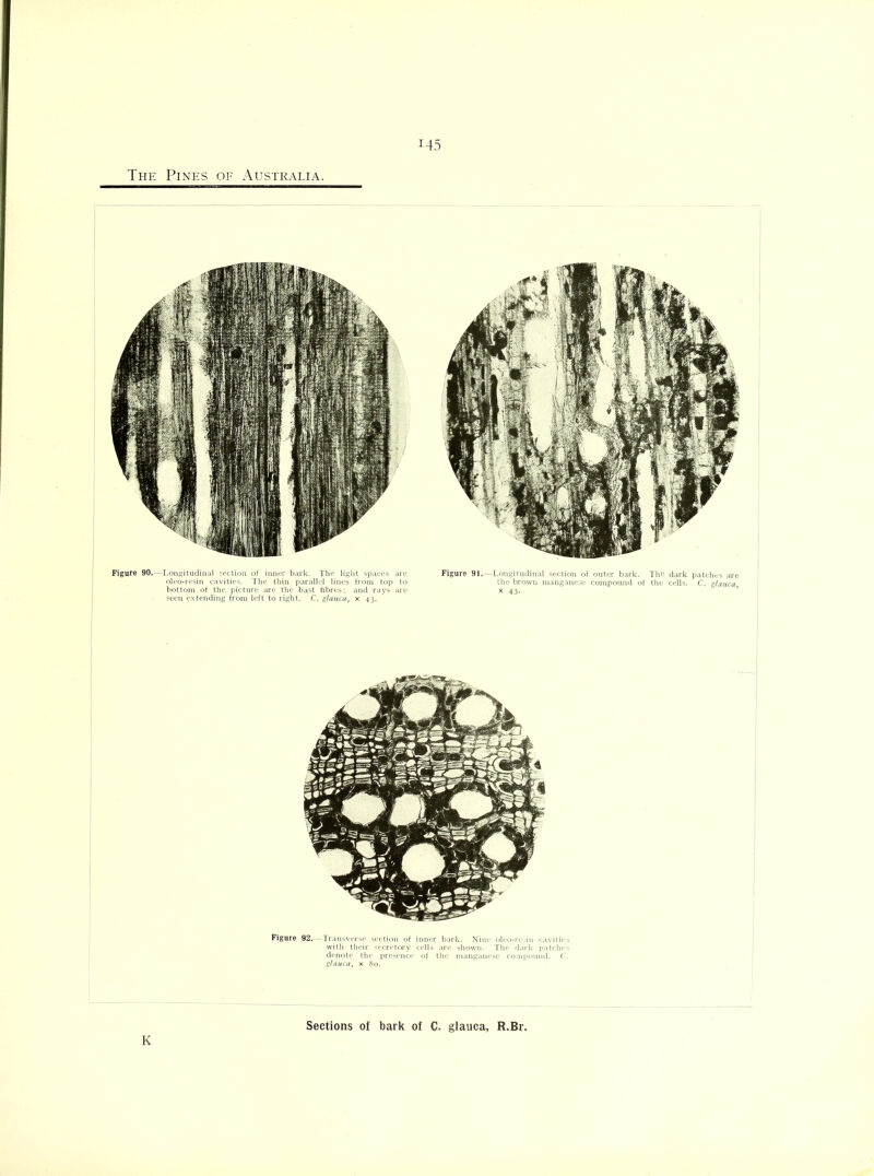 r45 The Pines of Australia. Figure 90.—Longitudinal section of inner bark. The light spaces are oleo-resin cavities. The thin parallel lines from top to bottom of the picture are the bast fibres; and rays are seen extending from left to right. C. glauca, x 43. Figure 91.—Longitudinal section of outer bark. The dark patches are the brown manganese compound of the cells. C. glauca x 43. Figure 92.—Transverse section of inner bark. Nine oleo-resin cavities with their secretory cells are shown. The dark patches denote the presence of the manganese compound. C. glauca, x 80. K