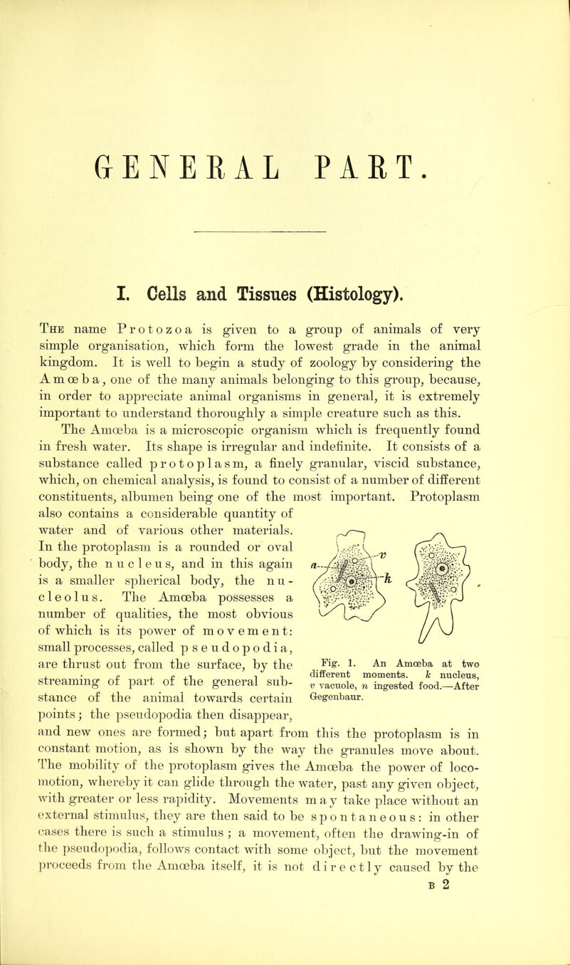 GENERAL PART. I. Cells and Tissues (Histology). The name Protozoa is given to a group of animals of very simple organisation, wliicli form tlie lowest grade in the animal kingdom. It is well to begin a study of zoology by considering the A m oe b a, one of the many animals belonging to this group, because, in order to appreciate animal organisms in general, it is extremely important to understand thoroughly a simple creature such as this. The Amoeba is a microscopic organism which is frequently found in fresh water. Its shape is irregular and indefinite. It consists of a substance called protoplasm, a finely granular, viscid substance, which, on chemical analysis, is found to consist of a number of different constituents, albumen being one of the most important. Protoplasm also contains a considerable quantity of water and of various other materials. In the protoplasm is a rounded or oval body, the nucleus, and in this again is a smaller spherical body, the nu- cleolus. The Amoeba possesses a number of qualities, the most obvious of which is its power of movement: small processes, called pseudopodia, are thrust out from the surface, by the streaming of part of the general sub- stance of the animal towards certain points; the pseudopodia then disappear, and new ones are formed; but apart from this the protoplasm is in constant motion, as is shown by the way the granules move about. The mobility of the protoplasm gives the Amoeba the power of loco- motion, whereby it can glide through the water, past any given object, with greater or less rapidity. Movements may take place without an external stimulus, they are then said to be spontaneous: in other cases there is such a stimulus ; a movement, often the drawing-in of the pseudopodia, follows contact with some object, but the movement proceeds from the Amoeba itself, it is not directly caused by the b 2 Fig. 1. An Amoeba at two different moments. Tc nucleus, v yacuole, n ingested food.—After Gegenbaur.