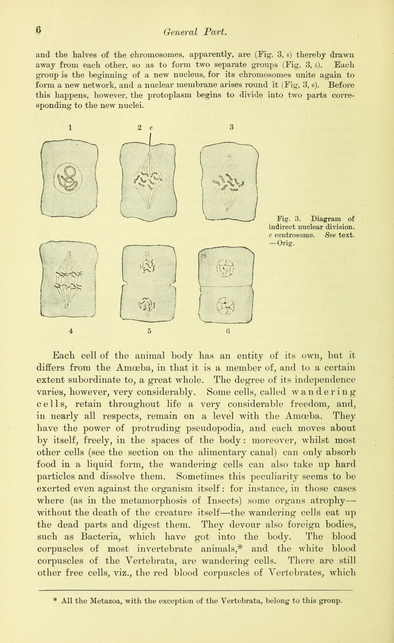 and the halves of the chromosomes, apparently, are (Fig. 3, 4) thereby drawn away from each other, so as to form two separate groups (Fig. 3, 5). Each group is the beginning of a new nucleus, for its chromosomes unite again to form a new network, and a nuclear membrane arises round it (Fig, 3, 6). Before this happens, however, the protoplasm begins to divide into two parts corre- sponding to the new nuclei. 2 c 3 Fig. 3. Diagram of indirect nuclear division, c centrosome. See text. 5 G Each cell of the animal body has an entity of its own; but it differs from the Amoeba, in that it is a member of, and to a certain extent subordinate to, a great whole. The degree of its independence varies, however, very considerably. Some cells, called wandering cells, retain throughout life a very considerable freedom, and, in nearly all respects, remain on a level with the Amoeba. They have the power of protruding pseudopodia, and each moves about by itself, freely, in the spaces of the body: moreover, whilst most other cells (see the section on the alimentary canal) can only absorb food in a liquid form, the wandering cells can also take up hard particles and dissolve them. Sometimes this peculiarity seems to be exerted even against the organism itself: for instance, in those cases where (as in the metamorphosis of Insects) some organs atrophy— without the death of the creature itself—the wandering cells eat up the dead parts and digest them. They devour also foreign bodies, such as Bacteria, which have got into the body. The blood corpuscles of most invertebrate animals,* and the white blood corpuscles of the Vertebrata, are wandering cells. There are still other free cells, viz., the red blood corpuscles of Vertebrates, which # All the Metazoa, with the exception of the Vertebrata, belong to this group.