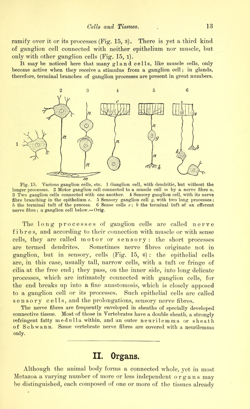 ramify over it or its processes (Fig. 15, 3). There is yet a third kind of ganglion cell connected with neither epithelium nor muscle, but only with other ganglion cells (Fig. 15, l). It may be noticed here that many gland cells, like muscle cells, only become active when they receive a stimulus from a ganglion cell; in glands, therefore, terminal branches of ganglion processes are present in great numbers. BBSS M n Fig. 15. Various ganglion cells, etc. 1 Ganglion cell, with dendritic, but without the longer processes. 2 Motor ganglion cell connected to a muscle cell m by a nerve fibre n. 3 Two ganglion cells connected with one another. 4 Sensory ganglion cell, with its nerve fibre branching in the epithelium e. 5 Sensory ganglion cell g, with two long processes; b the terminal tuft of the process. 6 Sense cells s ; b the terminal tuft of an efferent nerve fibre ; a ganglion cell below.—Orig. The long processes of ganglion cells are called nerve fibres, and according to their connection with muscle or with sense cells, they are called motor or sensory: the short processes are termed dendrites. Sometimes nerve fibres originate not in ganglion, but in sensory, cells (Fig. 15, 6) : the epithelial cells are, in this case, usually tall, narrow cells, with a tuft or fringe of cilia at the free end; they pass, on the inner side, into long delicate processes, which are intimately connected with ganglion cells, for the end breaks up into a fine anastomosis, which is closely apposed to a ganglion cell or its processes. Such epithelial cells are called sensory cells, and the prolongations, sensory nerve fibres. The nerve fibres are frequently enveloped in sheaths of specially developed connective tissue. Most of those in Vertebrates have a double sheath, a strongly refringent fatty medulla within, and an outer neurilemma or sheath of Schwann. Some vertebrate nerve fibres are covered with a neurilemma only. II. Organs. Although the animal body forms a connected whole, yet in most Metazoa a varying number of more or less independent organs may be distinguished, each composed of one or more of the tissues already