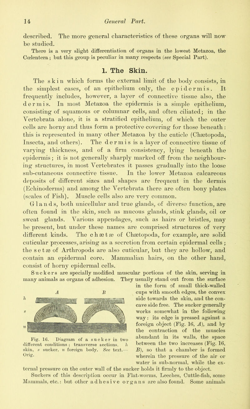 described. The more general characteristics of these organs will now be studied. There is a very slight differentiation of organs in the lowest Metazoa, the Coelentera; but this group is peculiar in many respects (see Special Part). 1. The Skin. The skin which forms the external limit of the body consists, in the simplest cases, of an epithelium only, the epidermis. It frequently includes, however, a layer of connective tissue also, the dermis. In most Metazoa the epidermis is a simple epithelium, consisting of squamous or columnar cells, and often ciliated; in the Yertebrata alone, it is a stratified epithelium, of which the outer cells are horny and thus form a protective covering for those beneath: this is represented in many other Metazoa by the cuticle (Chsetopoda, Insecta, and others). The dermis is a layer of connective tissue of varying thickness, and of a firm consistency, lying beneath the epidermis; it is not generally sharply marked off from the neighbour- ing structures, in most Vertebrates it passes gradually into the loose sub-cutaneous connective tissue. In the lower Metazoa calcareous deposits of different sizes and shapes are frequent in the dermis (Echinoderms) and among the Yertebrata there are often bony plates (scales of Fish). Muscle cells also are very common. Gr 1 a n d s, both unicellular and true glands, of diverse function, are often found in the skin, such as mucous glands, stink glands, oil or sweat glands. Various appendages, such as hairs or bristles, may be present, but under these names are comprised structures of very different kinds. The c h 831 ae of Chgetopoda, for example, are solid cuticular processes, arising as a secretion from certain epidermal cells; the s e t ae of Arthropods are also cuticular, but they are hollow, and contain an epidermal core. Mammalian hairs, on the other hand, consist of horny epidermal cells. Suckers are specially modified muscular portions of the skin, serving in many animals as organs of adhesion. They usually stand out from the surface in the form of small thick-walled cups with smooth edges, the convex side towards the skin, and the con- cave side free. The sucker generally works somewhat in the following way: its edge is pressed against a foreign object (Fig. 16, A), and by the contraction of the muscles abundant in its walls, the space between the two increases (Fig. 16, B), so that a chamber is formed wherein the pressure of the air or water is sub-normal, while the ex- ternal pressure on the outer wall of the sucker holds it firmly to the object. Suckers of this description occur in Flat-worms, Leeches, Cuttle-fish, some Mammals, etc.: but other adhesive organs are also found. Some animals A B Fig. 16. Diagram of a sucker in two different conditions ; transverse sections. h skin, s sucker, u foreign body. See text.— Orig.