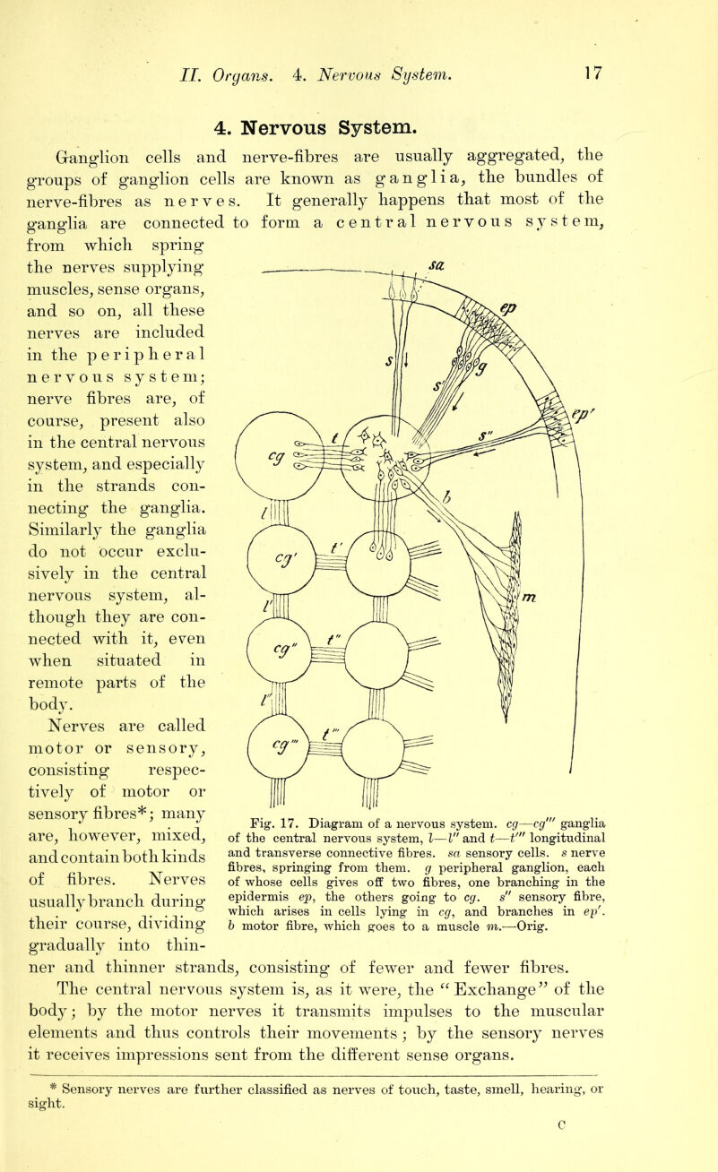 II. Organs. 4. Nervous System. 4. Nervous System. Ganglion cells and nerve-fibres are usually aggregated, the groups of ganglion cells are known as ganglia, the bundles of nerve-fibres as nerves. It generally happens that most of the ganglia are connected to form a central nervous system, from which spring the nerves supplying muscles, sense organs, and so on, all these nerves are included in the peripheral nervous system; nerve fibres are, of course, present also in the central nervous system, and especially in the strands con- necting the ganglia. Similarly the ganglia do not occur exclu- sively in the central nervous system, al- though they are con- nected with it, even when situated in remote parts of the body. Nerves are called motor or sensory, consisting respec- tively of motor or sensory fibres*; many are, however, mixed, and cont ain both kinds of fibres. Nerves usually branch during their course, dividing gradually into thin- ner and thinner strands, consisting of fewer and fewer fibres. The central nervous system is, as it were, the “ Exchange ” of the body; by the motor nerves it transmits impulses to the muscular elements and thus controls their movements; by the sensory nerves it receives impressions sent from the different sense organs. Fig. 17. Diagram of a nervous system, eg—eg' ganglia of the central nervous system, l—l and t—t' longitudinal and transverse connective fibres, sa sensory cells, s nerve fibres, springing from them, g peripheral ganglion, each of whose cells gives off two fibres, one branching in the epidermis ep, the others going to eg. s sensory fibre, which arises in cells lying in eg, and branches in ep'. b motor fibre, which goes to a muscle m.—Orig. * Sensory nerves are further classified as nerves of touch, taste, smell, hearing, or sight. C