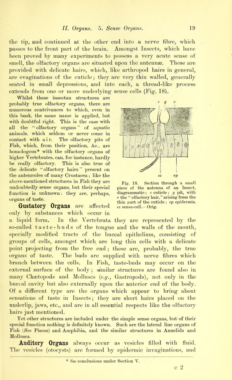 the tip, and continued at the other end into a nerve fibre, which passes to the front part of the brain. Amongst Insects, which have been proved by many experiments to possess a very acute sense of smell, the olfactory organs are situated upon the antennae. These are provided with delicate hairs, which, like arthropod hairs in general, are evaginations of the cuticle; they are very thin walled, generally seated in small depressions, and into each, a thread-like process extends from one or more underlying sense cells (Fig. 18). Whilst these insectan structures are probably true olfactory organs, there are numerous contrivances to which, even in this book, the same name is applied, but with doubtful right. This is the case with all the “ olfactory organs ” of aquatic animals, which seldom or never come in contact with a i r. The olfactory pits of Fish, which, from their position, &c., are homologous* with the olfactory organs of higher Vertebrates, can, for instance, hardly be really olfactory. This is also true of the delicate “ olfactory hairs ” present on the antennules of many Crustacea ; like the above-mentioned structures in Fish they are undoubtedly sense organs, but their special function is unknown: they are, perhaps, organs of taste. Gustatory Organs are affected only by substances which occur in a liquid form. In the Vertebrata they are represented by the so-called taste-buds of the tongue and the walls of the mouth, specially modified tracts of the buccal epithelium, consisting of groups of cells, amongst which are long thin cells with a delicate point projecting from the free end; these are, probably, the true organs of taste. The buds are supplied with nerve fibres which branch between the cells. In Fish, taste-buds may occur on the external surface of the body; similar structures are found also in many Chaetopods and Molluscs (e.g., Gastropods), not only in the buccal cavity but also externally upon the anterior end of the body. Of a different type are the organs which appear to bring about sensations of taste in Insects; they are short hairs placed on the under lip, jaws, etc., and are in all essential respects like the olfactory hairs just mentioned. Yet other structures are included under the simple sense organs, but of their special function nothing is definitely known. Such are the lateral line organs of Fish (See Pisces) and Amphibia, and the similar structures in Annelids and Molluscs. Auditory Organs always occur as vesicles filled with fluid. The vesicles (otocysts) are formed by epidermic invaginations, and Fig. 18. Section through a small piece of the antenna of an Insect, diagrammatic; c cuticle ; g pit, with r the “ olfactory hair,” arising from the thin part of the cuticle ; ep epidermis, sz sense-cell.—Orig. * See conclusions under Section V. c 2