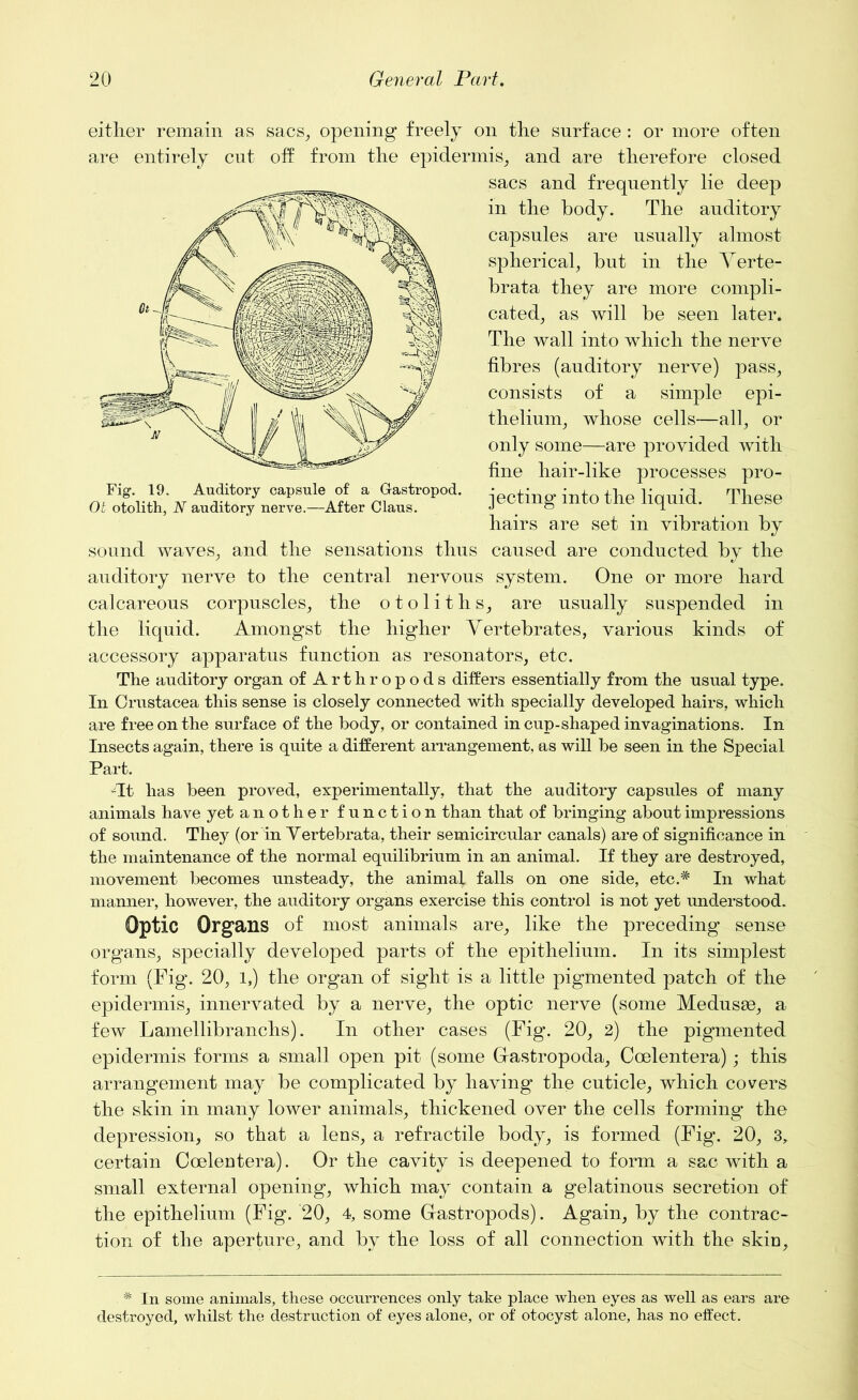 Fig. 19. Auditory capsule of a Gastropod. Ot otolith, N auditory nerve.—After Claus. either remain as sacs, opening freely on the surface : or more often are entirely cut off from the epidermis, and are therefore closed sacs and frequently lie deep in the body. The auditory capsules are usually almost spherical, but in the Verte- brata they are more compli- cated, as will be seen later. The wall into which the nerve fibres (auditory nerve) pass, consists of a simple epi- thelium, whose cells—all, or only some—are provided with fine hair-like processes pro- jecting into the liquid. These hairs are set in vibration by sound waves, and the sensations thus caused are conducted by the auditory nerve to the central nervous system. One or more hard calcareous corpuscles, the otoliths, are usually suspended in the liquid. Amongst the higher Vertebrates, various kinds of accessory apparatus function as resonators, etc. The auditory organ of A r t h r o p o d s differs essentially from the usual type. In Crustacea this sense is closely connected with specially developed hairs, which are free on the surface of the body, or contained in cup-shaped invaginations. In Insects again, there is quite a different arrangement, as will be seen in the Special Part. -It has been proved, experimentally, that the auditory capsules of many animals have yet another function than that of bringing about impressions of sound. They (or in Vertebrata, their semicircular canals) are of significance in the maintenance of the normal equilibrium in an animal. If they are destroyed, movement becomes unsteady, the animal falls on one side, etc.* In what manner, however, the auditory organs exercise this control is not yet understood. Optic Organs of most animals are, like the preceding sense organs, specially developed parts of the epithelium. In its simplest form (Fig. 20, l,) the organ of sight is a little pigmented patch of the epidermis, innervated by a nerve, the optic nerve (some Medusae, a few Lamellibranchs). In other cases (Fig. 20, 2) the pigmented epidermis forms a small open pit (some Gastropoda, Coelentera); this arrangement may be complicated by having the cuticle, which covers the skin in many lower animals, thickened over the cells forming the depression, so that a lens, a refractile body, is formed (Fig. 20, 3, certain Coelentera). Or the cavity is deepened to form a sac with a small external opening, which may contain a gelatinous secretion of the epithelium (Fig. 20, 4, some Gastropods). Again, by the contrac- tion of the aperture, and by the loss of all connection with the skin. # In some animals, these occurrences only take place when eyes as well as ears are destroyed, whilst the destruction of eyes alone, or of' otocyst alone, has no effect.