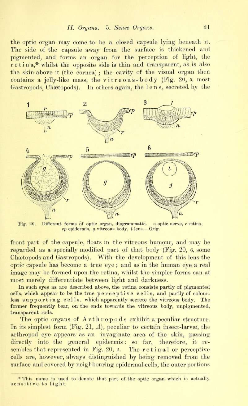 the optic organ may come to be a closed capsule lying beneath it. The side of the capsule away from the surface is thickened and pigmented, and forms an organ for the perception of light, the r e t i n a,* whilst the opposite side is thin and transparent, as is also the skin above it (the cornea) ; the cavity of the visual organ then contains a jelly-like mass, the vitreons-body (Fig. 20, 5, most Gastropods, Chsetopods). In others again, the lens, secreted by the Fig. 20. Different forms of optic organ, diagrammatic, n optic nerve, r retina, ep epidermis, g vitreous body, l lens.—Orig. front part of the capsule, floats in the vitreous humour, and may be regarded as a specially modified part of that body (Fig. 20, 6, some Chsetopods and Gastropods). With the development of this lens the optic capsule has become a true eye; and as in the human eye a real image may be formed upon the retina, whilst the simpler forms can at most merely differentiate between light and darkness. In such eyes as are described above, the retina consists partly of pigmented cells, which appear to be the true perceptive cells, and partly of colour- less supporting cells, which apparently secrete the vitreous body. The former frequently bear, on the ends towards the vitreous body, unpigmented, transparent rods. The optic organs of Arthropods exhibit a peculiar structure. In its simplest form (Fig. 21, A), peculiar to certain insect-larvae, the arthropod eye appears as an invaginate area of the skin, passing directly into the general epidermis : so far, therefore, it re- sembles that represented in Fig. 20, 2. The retinal or perceptive cells are, however, always distinguished by being removed from the surface and covered by neighbouring epidermal cells, the outer portions * This name is used to denote that part of the optic organ which is actually sensitive to light.