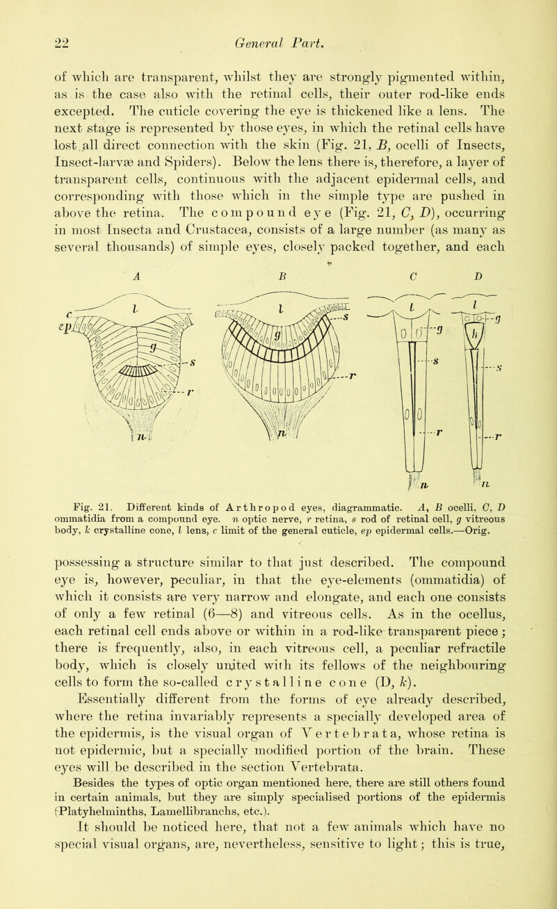 of which are transparent, whilst they are strongly pigmented within, as is the case also with the retinal cells, their outer rod-like ends excepted. The cuticle covering the eye is thickened like a lens. The next stage is represented by those eyes, in which the retinal cells have lost.all direct connection with the skin (Fig. 21, B, ocelli of Insects, Insect-larvae and Spiders). Below the lens there is, therefore, a layer of transparent cells, continuous with the adjacent epidermal cells, and corresponding with those which in the simple type are pushed in above the retina. The compound eye (Fig. 21, Cx D), occurring in most Insecta and Crustacea, consists of a large number (as many as several thousands) of simple eyes, closely packed together, and each A B CD Fig. 21. Different kinds of Arthropod eyes, diagrammatic. A, B ocelli, C, D ommatidia from a compound eye. n optic nerve, r retina, s rod of retinal cell, g vitreous body, 1c crystalline cone, l lens, c limit of the general cuticle, ep epidermal cells.—Orig. possessing a structure similar to that just described. The compound eye is, however, peculiar, in that the eye-elements (ommatidia) of which it consists are very narrow and elongate, and each one consists of only a few retinal (6—8) and vitreous cells. As in the ocellus, each retinal cell ends above or within in a rod-like transparent piece; there is frequently, also, in each vitreous cell, a peculiar retractile body, which is closely united with its fellows of the neighbouring cells to form the so-called crystalline cone (D, h). Essentially different from the forms of eye already described, where the retina invariably represents a specially developed area of the epidermis, is the visual organ of Yertebrata, whose retina is not epidermic, but a specially modified portion of the brain. These eyes will be described in the section Vertebrata. Besides the types of optic organ mentioned here, there are still others found in certain animals, but they are simply specialised portions of the epidermis fPlatyhelminths, Lamellibranchs, etc.). It should be noticed here, that not a few animals which have no special visual organs, are, nevertheless, sensitive to light; this is true,