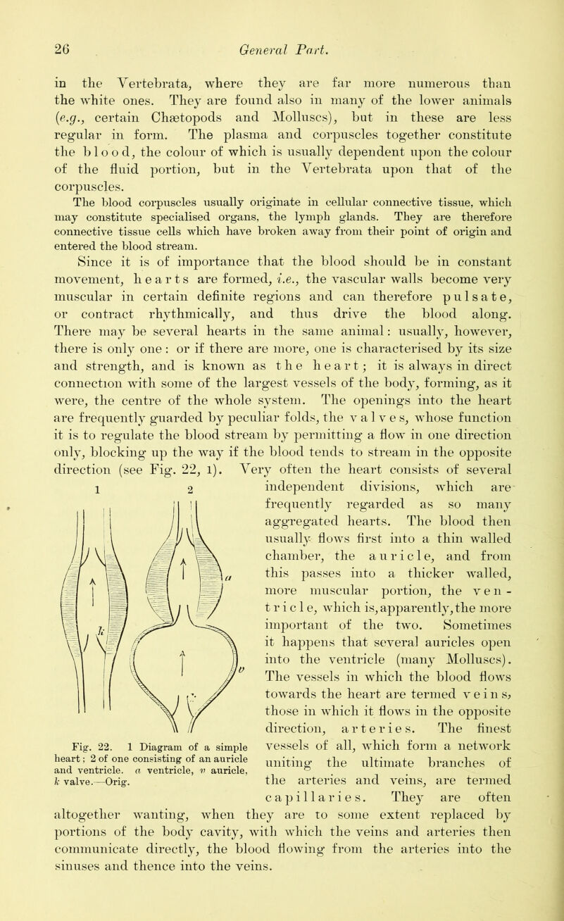 in the Yertebrata, where they are far more numerous than the white ones. They are found also in many of the lower animals {e.g., certain Chsetopods and Molluscs), but in these are less regular in form. The plasma and corpuscles together constitute the bio o d, the colour of which is usually dependent upon the colour of the fluid portion, but in the Yertebrata upon that of the corpuscles. The blood corpuscles usually originate in cellular connective tissue, which may constitute specialised organs, the lymph glands. They are therefore connective tissue cells which have broken away from their point of origin and entered the blood stream. Since it is of importance that the blood should be in constant movement, hearts are formed, i.e., the vascular walls become very muscular in certain definite regions and can therefore pulsate, or contract rhythmically, and thus drive the blood along. There may be several hearts in the same animal: usually, however, there is only one: or if there are more, one is characterised by its size and strength, and is known as the heart; it is always in direct connection with some of the largest vessels of the body, forming, as it were, the centre of the whole system. The openings into the heart are frequently guarded by peculiar folds, the valves, whose function it is to regulate the blood stream by permitting a flow in one direction only, blocking up the way if the blood tends to stream in the opposite direction (see Fig. 22, l). Yery often the heart consists of several independent divisions, which are frequently regarded as so many aggregated hearts. The blood then usually flows first into a thin walled chamber, the auricle, and from this passes into a thicker walled, more muscular portion, the ven- tricle, which is, apparently, the more important of the two. Sometimes it happens that several auricles open into the ventricle (many Molluscs). The vessels in which the blood flows towards the heart are termed veins; those in which it flows in the opposite direction, arteries. The finest vessels of all, which form a network uniting the ultimate branches of the arteries and veins, are termed capillaries. They are often altogether wanting, when they are to some extent replaced by portions of the body cavity, with which the veins and arteries then communicate directly, the blood flowing from the arteries into the sinuses and thence into the veins. 1 2 Fig-. 22. 1 Diagram of a simple heart; 2 of one consisting of an auricle and ventricle, a ventricle, v auricle, k valve.—Orig.