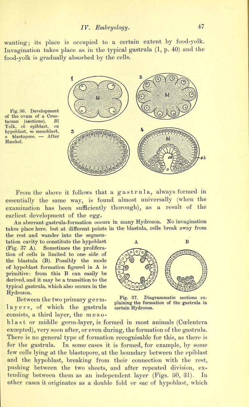 wanting; its place is occupied to a certain extent by food-yolk. Invagination takes place as in the typical gastrula (1, p. 40) and tbe food-yolk is gradually absorbed by tbe cells. Fig. 36. Development of the ovum of a Crus- tacean (sections). Bl Yolk, eh epiblast, en hypoblast, m mesoblast, o blastopore. — After Haeckel. B From tbe above it follows tbat a gastrula, always formed in essentially tbe same way, is found almost universally (wben tbe examination bas been sufficiently thorough), as a result of tbe earliest development of tbe egg. An aberrant gastrula-formation occurs in many Hydrozoa. No invagination takes place here, but at different points in the blastula, cells break away from the rest and wander into the segmen- tation cavity to constitute the hypoblast (Fig. 37 A). Sometimes the prolifera- tion of cells is limited to one side of the blastula (B). Possibly the mode of hypoblast formation figured in A is primitive: from this B can easily be derived, and it may be a transition to the typical gastrula, which also occurs in the Hydrozoa. Between the two primary germ- layers, of which the gastrula consists, a third layer, the meso- blast or middle germ-layer, is formed in most animals (Ooelentera excepted), very soon after, or even during, the formation of the gastrula. There is no general type of formation recognisable for this, as there is for the gastrula. In some cases it is formed, for example, by some few cells lying at the blastopore, at the boundary between the epiblast and the hypoblast, breaking from their connection with the rest, pushing between the two sheets, and after repeated division, ex- tending between them as an independent layer (Figs. 80, 31). In other cases it originates as a double fold or sac of hypoblast, which Fig. 37. Diagrammatic sections ex- plaining the formation of the gastrula in certain Hydrozoa.