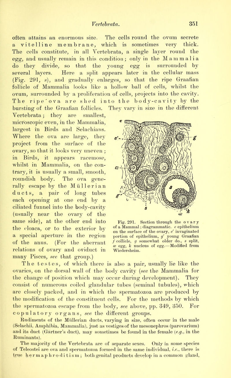 often attains an enormous size. The cells round the ovum secrete a vitelline membrane, which is sometimes very thick. The cells constitute, in all Vertebrata, a single layer round the egg, and usually remain in this condition; only in the Mammalia do they divide, so that the young egg is surrounded by several layers. Here a split appears later in the cellular mass (Fig. 291, s), and gradually enlarges, so that the ripe Graafian follicle of Mammalia looks like a hollow ball of cells, whilst the ovum, surrounded by a proliferation of cells, projects into the cavity. The ripe' ova are shed into the body-cavity by the bursting of the Graafian follicles. They vary in size in the different Vertebrata; they are smallest, micfoscopic even, in the Mammalia, largest in Birds and Selachians. Where the ova are large, they project from the surface of the ovary, so that it looks very uneven ; in Birds, it appears racemose, whilst in Mammalia, on the con- trary, it is usually a small, smooth, roundish body. The ova gene- rally escape by the Mullerian ducts, a pair of long tubes each opening at one end by a ciliated funnel into the body-cavity (usually near the ovary of the same side), at the other end into the cloaca, or to the exterior by a special aperture in the region of the anus. (For the aberrant relations of ovary and oviduct in many Pisces, see that group.) The testes, of which there is also a pair, usually lie like the ovaries, on the dorsal wall of the bod}’ cavity (see the Mammalia for the change of position which may occur during development). They consist of numerous coiled glandular tubes (seminal tubules), which are closely packed, and in which the spermatozoa are produced by the modification of the constituent cells. For the methods by which the spermatozoa escape from the body, see above, pp. 349, 350. For copulatory organs, see the different groups. Rudiments of the Miillerian ducts, varying in size, often occur in the male (Selachii, Amphibia, Mammalia), just as vestiges of the mesonephros (parovarium) and its duct (Gartner’s duct), may sometimes he found in the female (e.g., in the Ruminants). The majority of the Vertebrata are of separate sexes. Only in some species of Teleostei are ova and spermatozoa formed in the same individual, i.e., there is true hermaphroditism; both genital products develop in a common gland, Fig1. 291. Section through the ovary of a Mammal; diagrammatic, e epithelium on the surface of the ovary, e' invaginated portion of epithelium, g' young Graafian / collide, g somewhat older do., s split, ce egg, k nucleus of egg.—Modified from Wiedersheim.