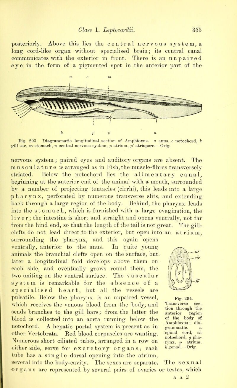 posteriorly. Above this lies the central nervous system, a long cord-like organ without specialised brain; its central canal communicates with the exterior in front. There is an unpaired eye in the form of a pigmented spot in the anterior part of the n c m Fig1. 293. Diagrammatic longitudinal section of Amphioxus. a anus, c notochord, k .gill sac, m stomach, n central nervous system, rp atrium, p’ atriopore.—Orig. nervous system; paired eyes and auditory organs are absent. The musculature is arranged as in Fish, the muscle-fibres transversely striated. Below the notochord lies the alimentary canal, beginning at the anterior end of the animal with a mouth, surrounded by a number of projecting tentacles (cirrhi), this leads into a large pharynx, perforated by numerous transverse slits, and extending back through a large region of the body. Behind, the pharynx leads into the stomach, which is furnished with a large evagination, the liver; the intestine is short and straight and opens ventrally, not far from the hind end, so that the length of the tail is not great. The gill- clefts do not lead direct to the exterior, but open into an atrium, surrounding the pharynx, and this again opens ventrally, anterior to the anus. In quite young animals the branchial clefts open on the surface, but. later a longitudinal fold develops above them on each side, and eventually grows round them, the two uniting on the ventral surface. The vascular system is remarkable for the absence of a specialised heart, but all the vessels are pulsatile. Below the pharynx is an unpaired vessel, which receives the venous blood from the body, and sends branches to the gill bars; from the latter the blood is collected into an aorta running below the notochord. A hepatic portal system is present as in ether Vertebrata. Red blood corpuscles are wanting. Numerous short ciliated tubes, arranged in a row on either side, serve for excretory organs; each tube has a single dorsal opening into the atrium, several into the body-cavity. The sexes are separate. •organs are represented by several pairs of ovaries or testes, which a a 2 Fig. 294. Transverse sec- tion through the anterior region of the body of Amphioxus ; dia- grammatic. n spinal cord, ch notochord, g pha- rynx, p atrium, 1c gonad.—Orig. The sexual