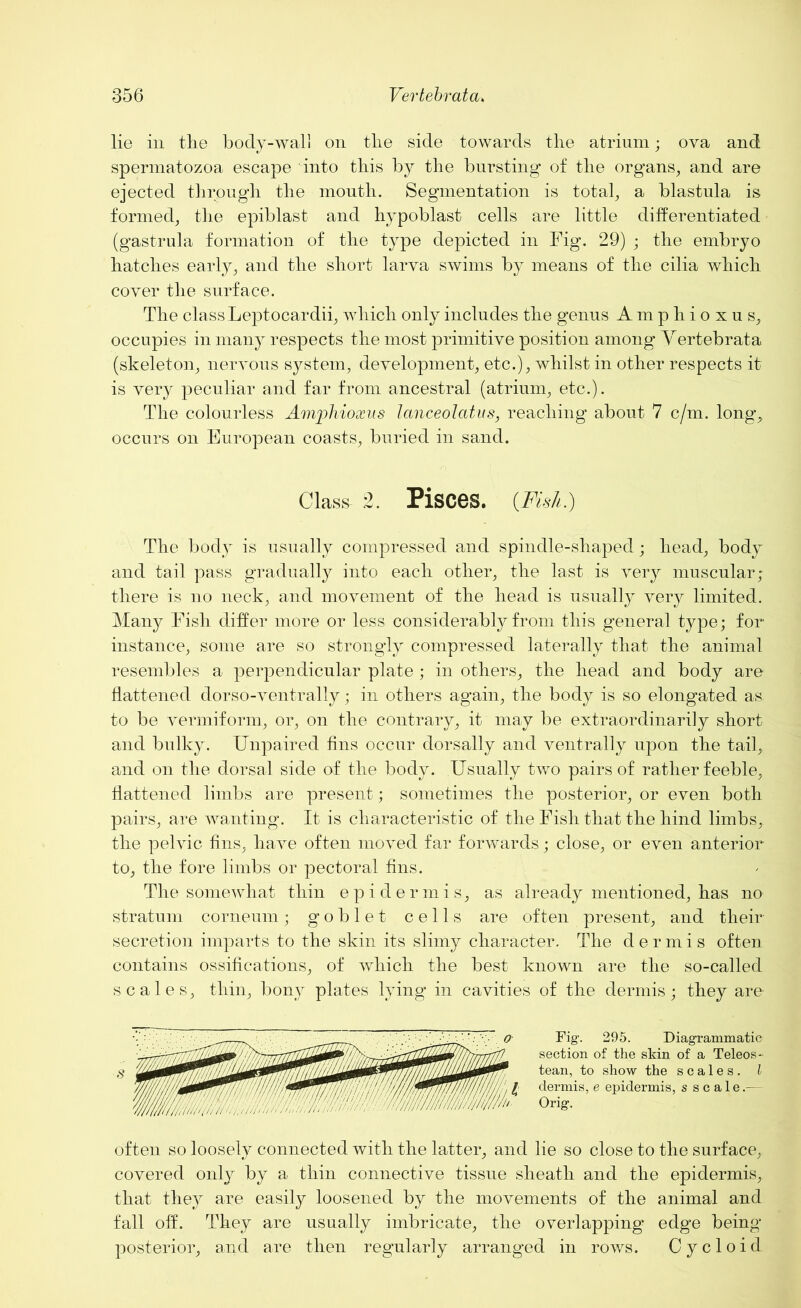 lie in tlie body-wall on the side towards the atrium; ova and spermatozoa escape into this by the bursting of the organs, and are ejected through the month. Segmentation is total, a blastula is formed, the epiblast and hypoblast cells are little differentiated (gastrula formation of the type depicted in Fig. 29) ; the embryo hatches early, and the short larva swims by means of the cilia which cover the surface. The class Leptocardii, which only includes the genus Amphioxus, occupies in many respects the most primitive position among Vertebrata (skeleton, nervous system, development, etc.), whilst in other respects it is very peculiar and far from ancestral (atrium, etc.). The colourless Amphioxus lanceolatus, reaching about 7 c/m. long, occurs on European coasts, buried in sand. Class- 2. Pisces. (Fish.) The body is usually compressed and spindle-shaped; head, body and tail pass gradually into each other, the last is very muscular; there is no neck, and movement of the head is usually very limited. Many Fish differ more or less considerably from this general type; for instance, some are so strongly compressed laterally that the animal resembles a perpendicular plate ; in others, the head and body are flattened dorso-ventrally; in others again, the body is so elongated as. to be vermiform, or, on the contrary, it may be extraordinarily short and bulky. Unpaired fins occur dorsally and ventrally upon the tail, and on the dorsal side of the body. Usually two pairs of rather feeble, flattened limbs are present; sometimes the posterior, or even both pairs, are wanting. It is characteristic of the Fish that the hind limbs,, the pelvic fins, have often moved far forwards; close, or even anterior to, the fore limbs or pectoral fins. The somewhat thin epidermis, as already mentioned, has no stratum corneum; goblet cells are often present, and their secretion imparts to the skin its slimy character. The dermis often contains ossifications, of which the best known are the so-called scales, thin, bony plates lying in cavities of the dermis; they are Fig. 295. Diagrammatic section of the skin of a Teleos- tean, to show the scales. I dermis, e epidermis, s scale.- Orig. often so loosely connected with the latter, and lie so close to the surface, covered only by a thin connective tissue sheath and the epidermis, that they are easily loosened by the movements of the animal and fall off. They are usually imbricate, the overlapping edge being posterior, and are then regularly arranged in rows. Cycloid
