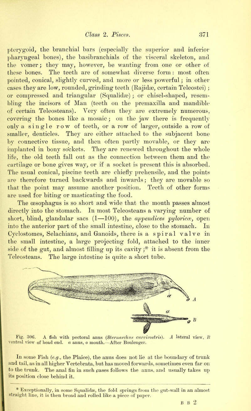 pterygoid, the branchial bars (especially the superior and inferior pharyngeal bones), the basibranchials of the visceral skeleton, and the vomer; they may, however, be wanting from one or other of these bones. The teeth are of somewhat diverse form : most often pointed, conical, slightly curved, and more or less powerful; in other cases they are low, rounded, grinding teeth (Rajidae, certain Teleostei); or compressed and triangular (Squalidas) ; or chisel-shaped, resem- bling' the incisors of Man (teeth on the premaxilla and mandible of certain Teleosteans). Very often they are extremely numerous, covering the bones like a mosaic; on the jaw there is frequently only a single row of teeth, or a row of larger, outside a row of smaller, denticles. They are either attached to the subjacent bone by connective tissue, and then often partly movable, or they are implanted in bony sockets. They are renewed throughout the whole life, the old teeth fall out as the connection between them and the cartilage or bone gives way, or if a socket is present this is absorbed. The usual conical, piscine teeth are chiefly prehensile, and the points are therefore turned backwards and inwards; they are movable so that the point may assume another position. Teeth of other forms are used for biting or masticating the food. The oesophagus is so short and wide that the mouth passes almost directly into the stomach. In most Teleosteans a varying number of short, blind, glandular sacs (1—100), the appendices pyloricce, open into the anterior part of the small intestine, close to the stomach. In Cyclostomes, Selachians, and Ganoids, there is a spiral valve in the small intestine, a large projecting fold, attached to the inner side of the gut, and almost filling up its cavity ;* it is absent from the Teleosteans. The large intestine is quite a short tube. Fig. 306. A fish with pectoral anus (Sternarchus curvirostris). A lateral view, B ventral view of head end. a anus, o mouth.—After Boulenger. In some Fish (e.g., the Plaice), the anus does not he at the boundary of trunk and tail, as in all higher Yertebrata, but has moved forwards, sometimes even far on to the trunk. The anal fin in such cases follows the anus, and usually takes up its position close behind it. * Exceptionally, in some Squalid®, the fold springs from the gut-wall in an almost straight line, it is then broad and rolled like a piece of paper. B B 2