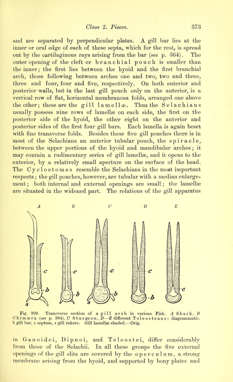 and are separated by perpendicular plates. A gill bar lies at the inner or oral edge of each of these septa, which for the rest, is spread out by the cartilaginous rays arising from the bar (see p. 364). The outer opening of the cleft or branchial pouch is smaller than the inner; the first lies between the hyoid and the first branchial arch, those following between arches one and two, two and three, three and four, four and five, respectively. On both anterior and posterior walls, but in the last gill pouch only on the anterior, is a vertical row of flat, horizontal membranous folds, arranged one above the other; these are the gill lamellse. Thus the Selachians usually possess nine rows of lamellse on each side, the first on the posterior side of the hyoid, the other eight on the anterior and posterior sides of the first four gill bars. Each lamella is again beset with fine transverse folds. Besides these five gill pouches there is in most of the Selachians an anterior tubular pouch, the spiracle, between the upper portions of the hyoid and mandibular arches; it may contain a rudimentary series of gill lamellae, and it opens to the exterior, by a relatively small aperture on the surface of the head. The Cyclostomes resemble the Selachians in the most important respects; the gill pouches, however, are tubular with a median enlarge- ment ; both internal and external openings are small; the lamellse are situated in the widened part. The relations of the gill apparatus Fig. 309. Transverse section of a gill arch in various Fish. A Shark, B Chimaera (see p. 384), C Sturgeon, D—E different Teleosteans; diagrammatic. b gill bar, c septum, s gill rakers. Gill lamellae shaded.—Orig. in Ganoidei, Dipnoi, and Teleostei, differ considerably from those of the Selachii. In all these groups the five external openings of the gill slits are covered by the operculum, a strong membrane arising from the hyoid, and supported by bony plates and